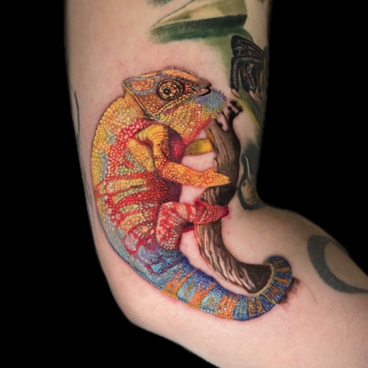 8chameleon.jpeg