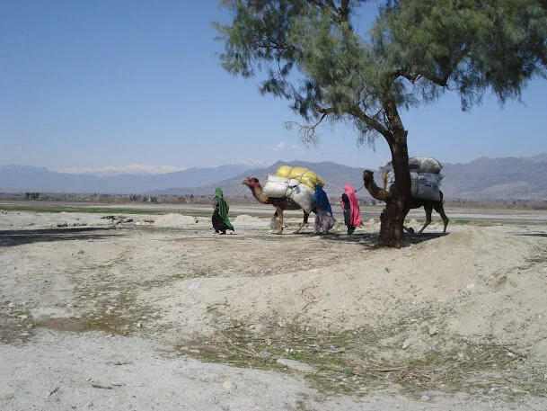Afghanistan Camels.JPG