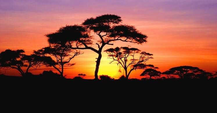 African sunset trees.jpg