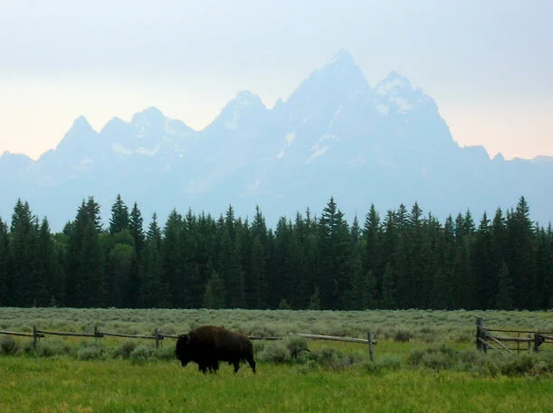 Tetons Bison.JPG