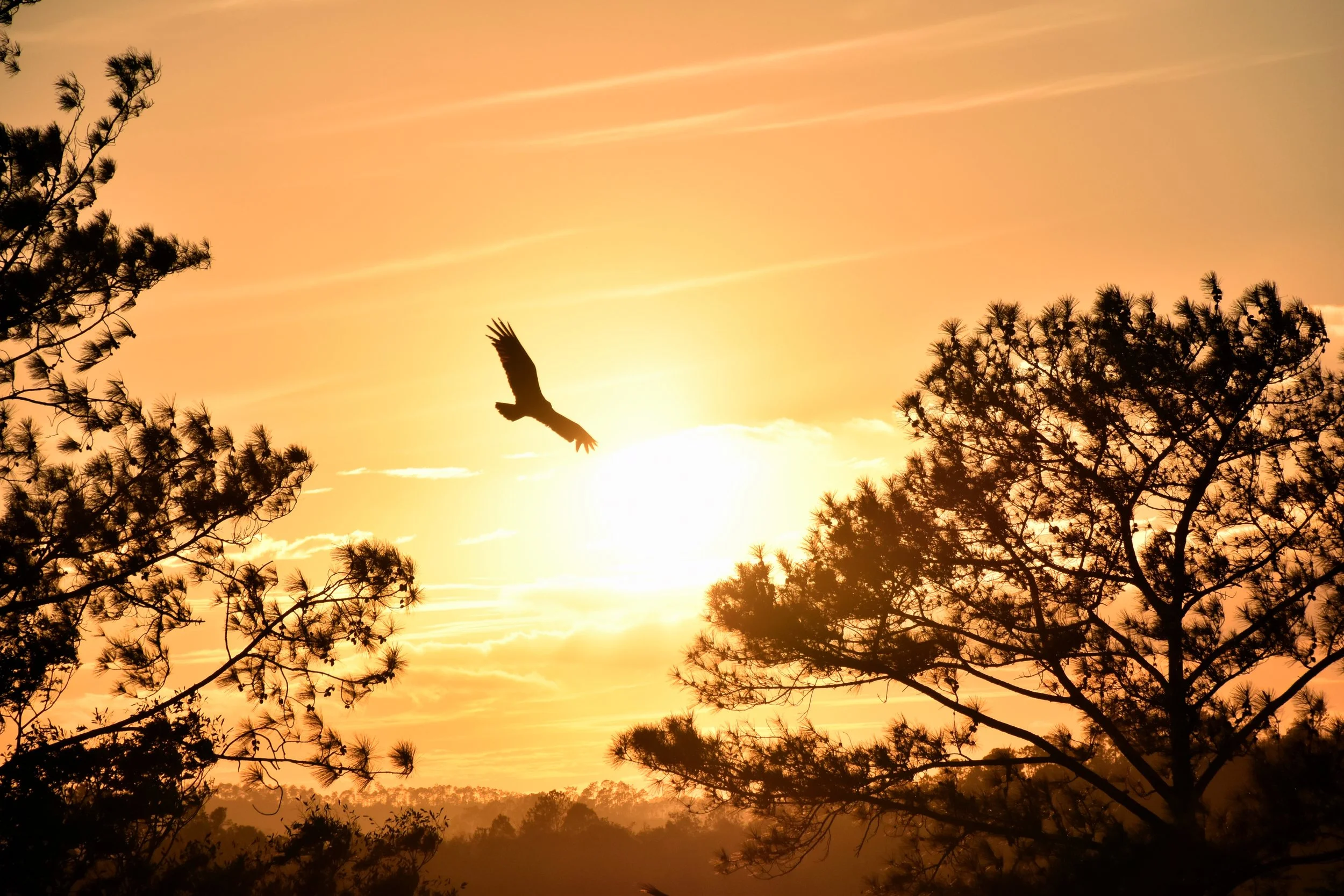 Why Does God Allow Evil, Part 1: Free Will or God's Will