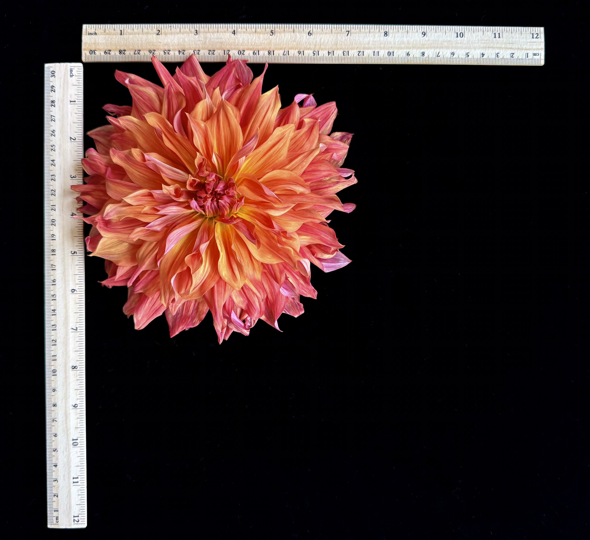 Screen Shot 2025-02-09 at 2.28.50 PM.png