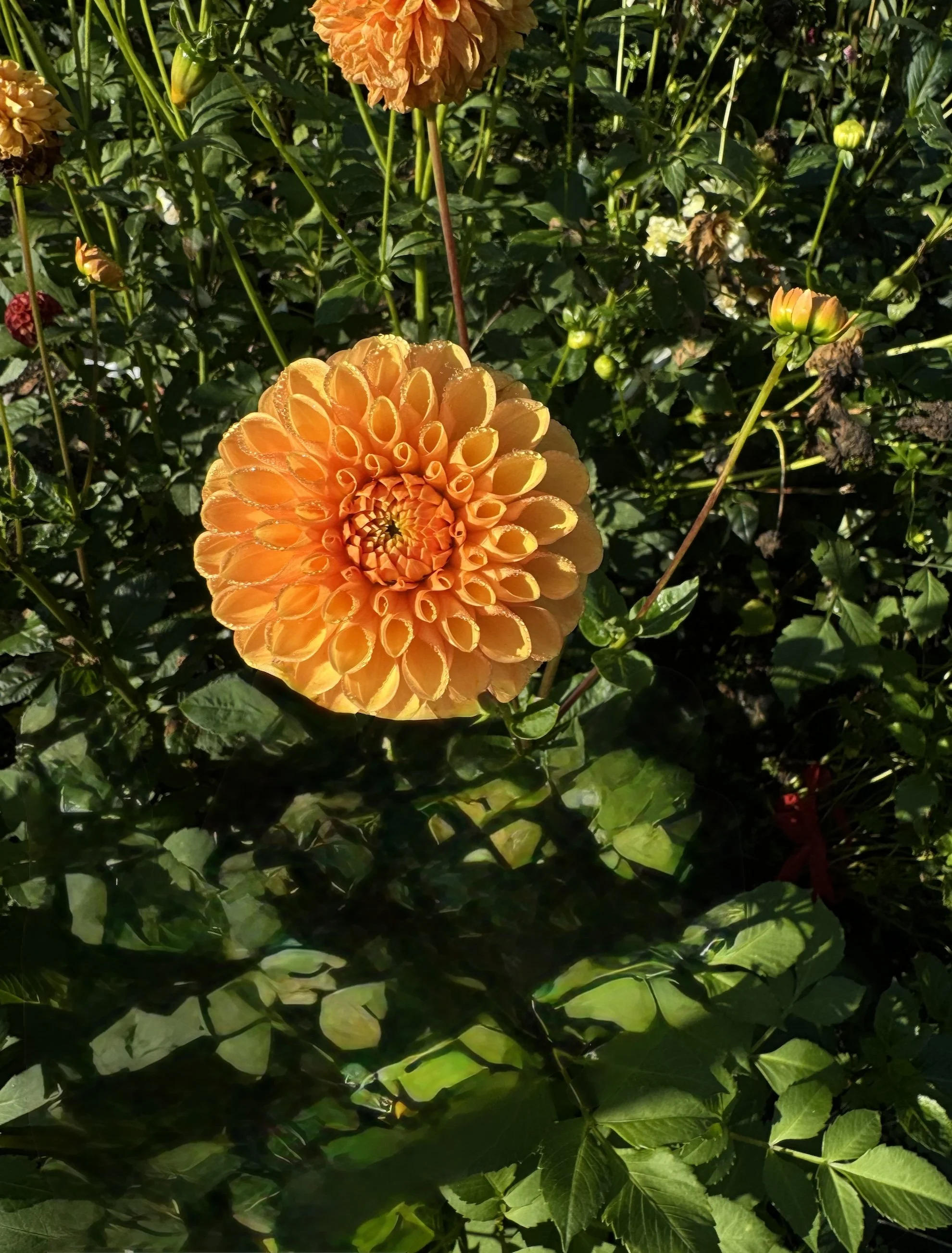 Screenshot 2026-02-14 at 9.48.32 AM.jpg