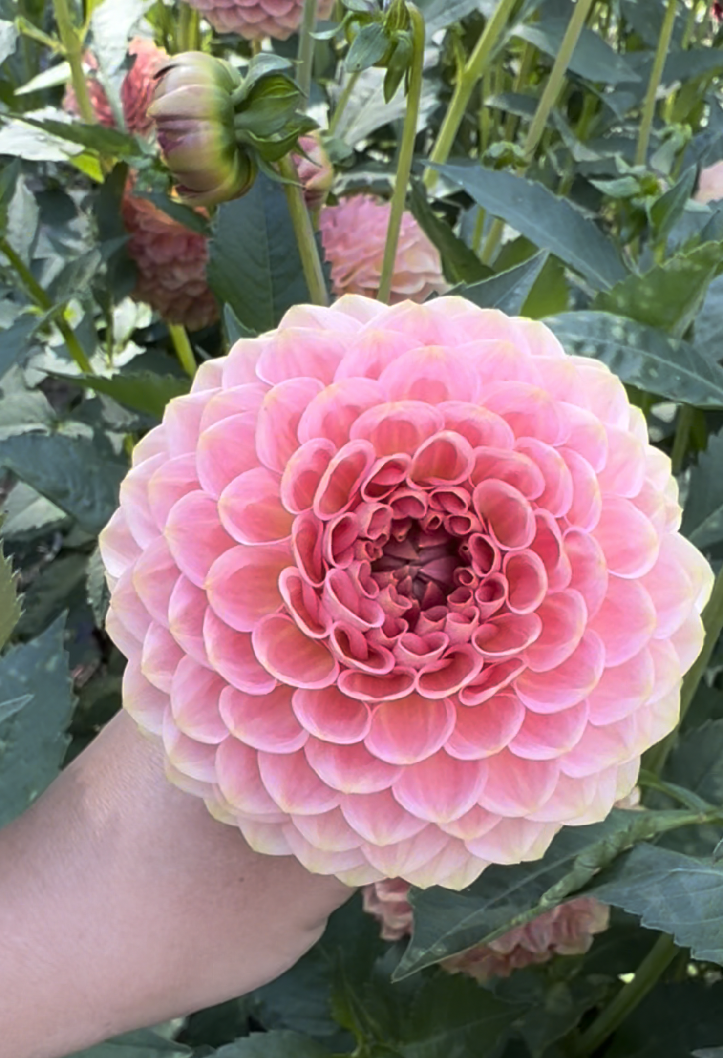 Screenshot 2026-02-14 at 12.43.01 AM.png