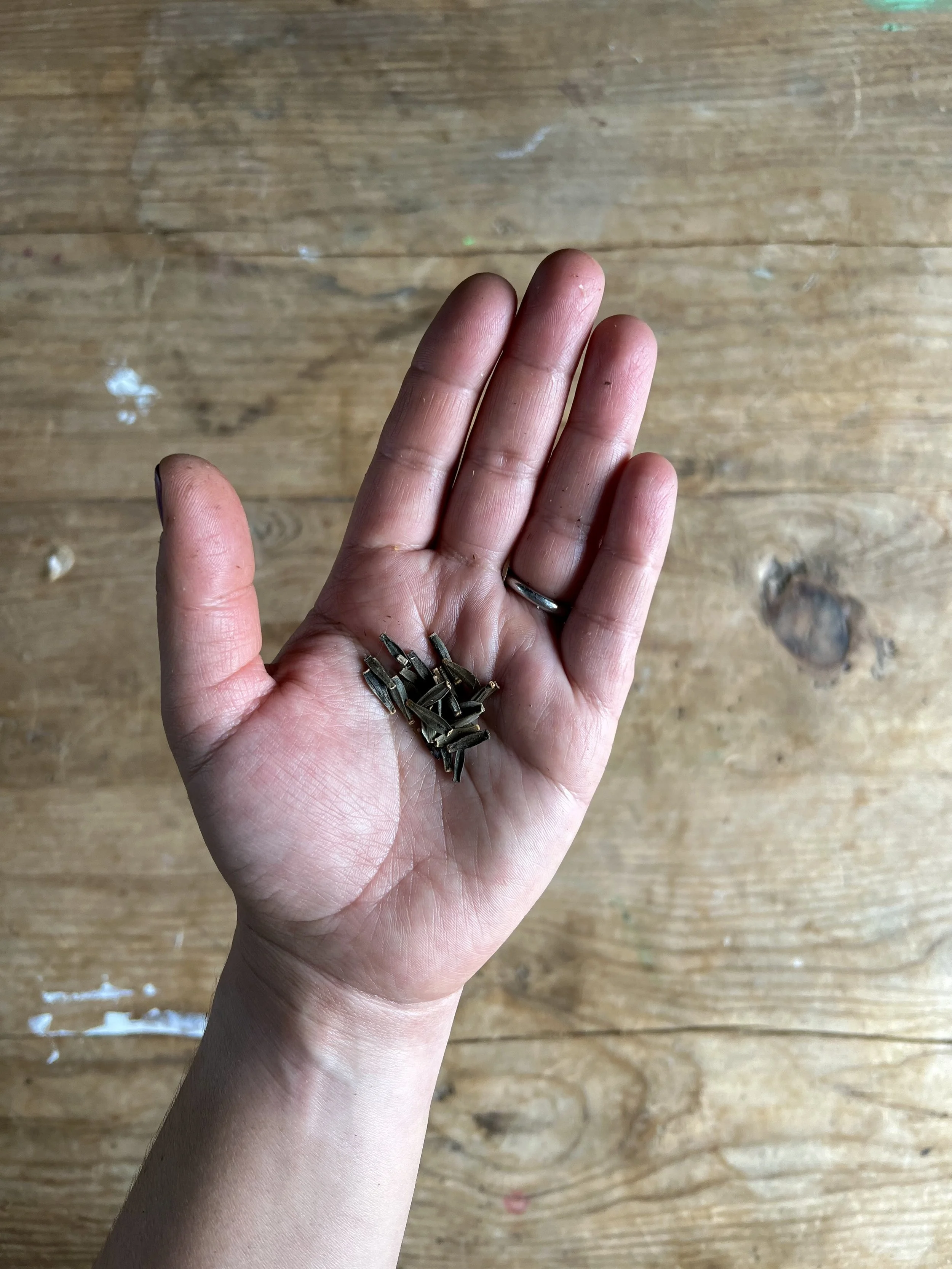 Dahlia seeds -bee's choice mix