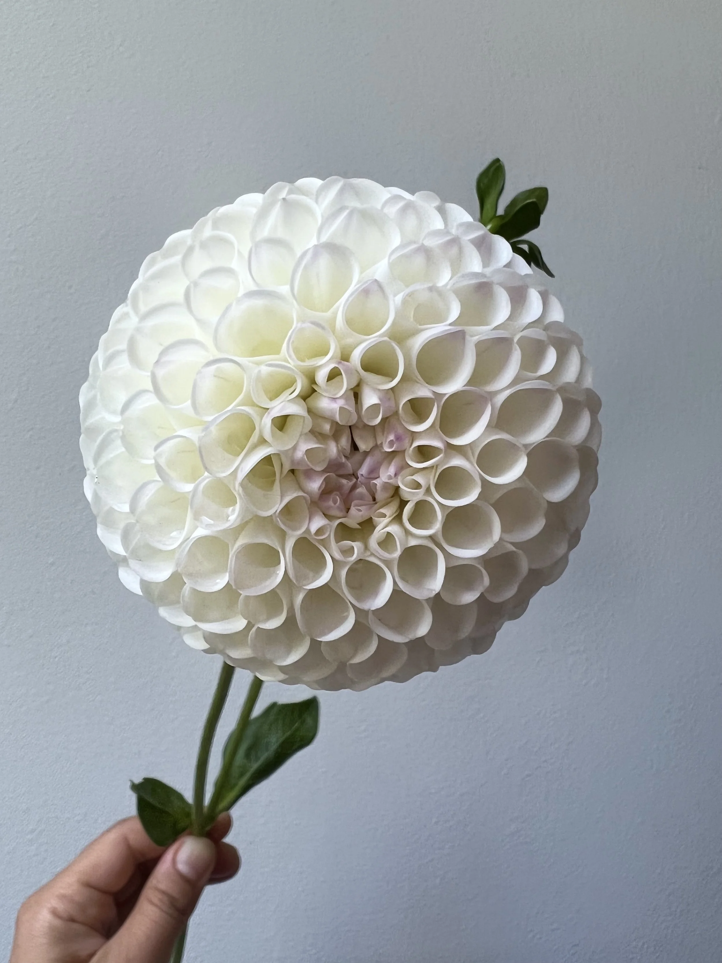 HollyHill Miss White