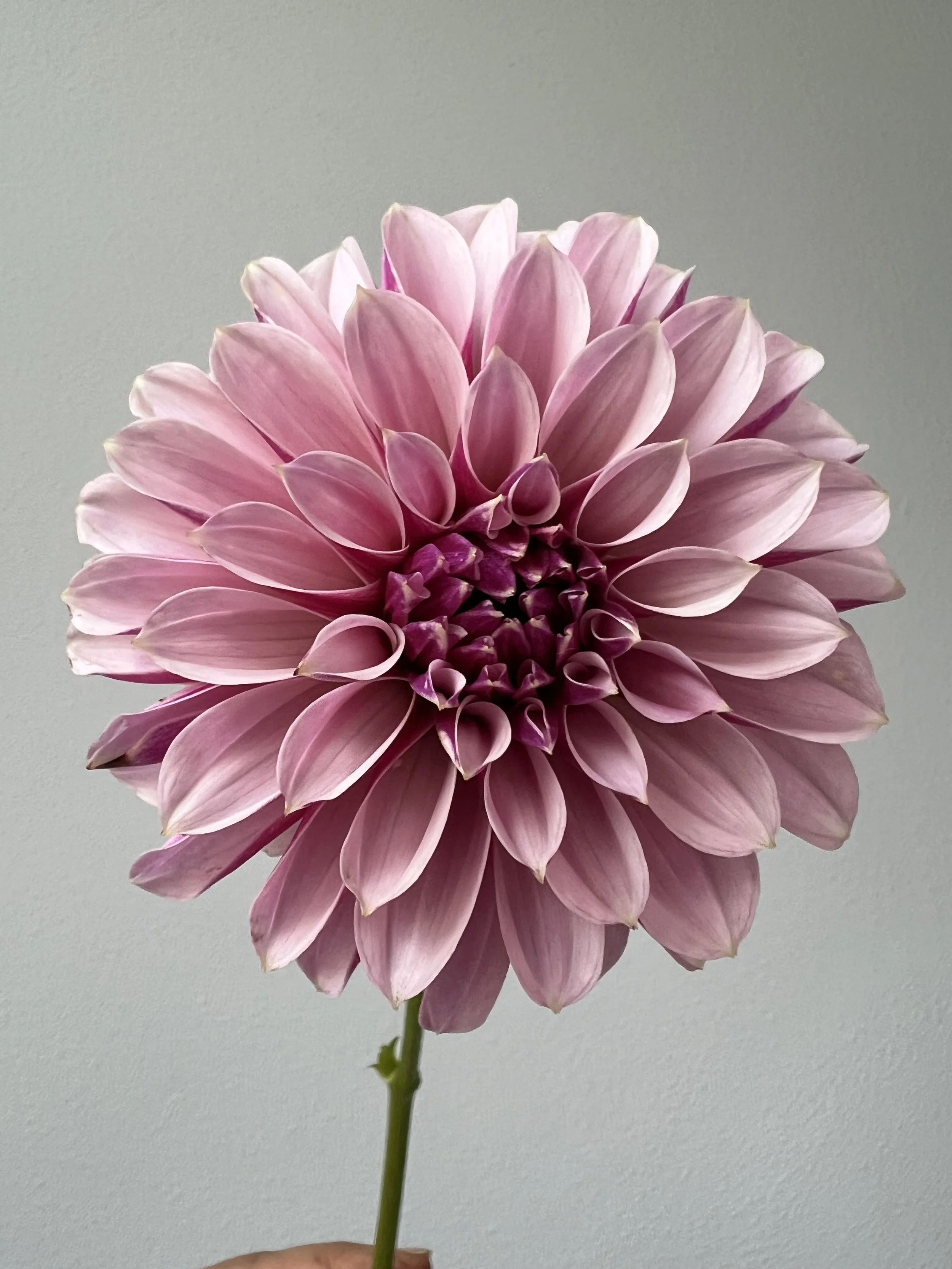 Salish Twilight girl