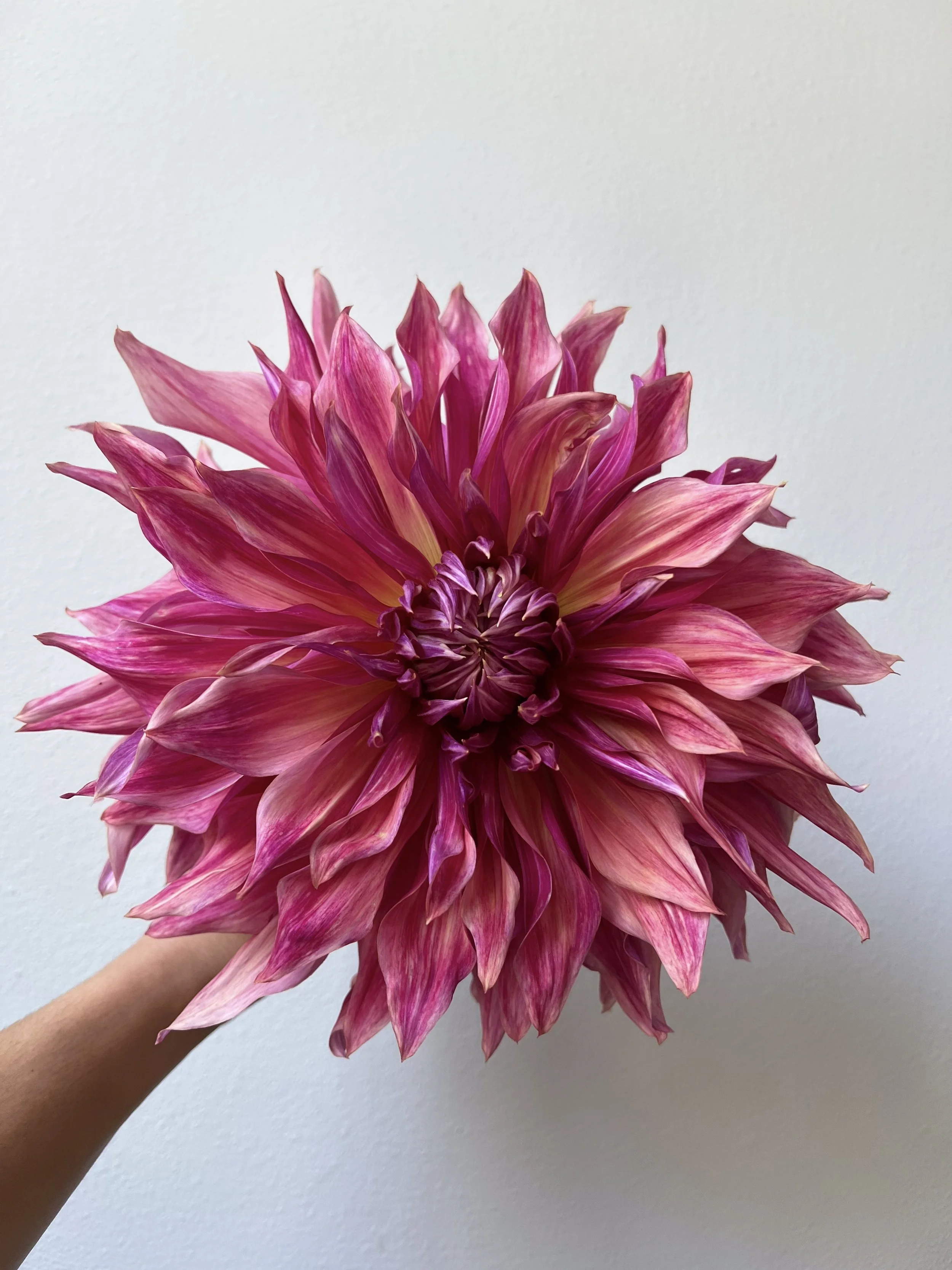 Penhill Dark Monarch