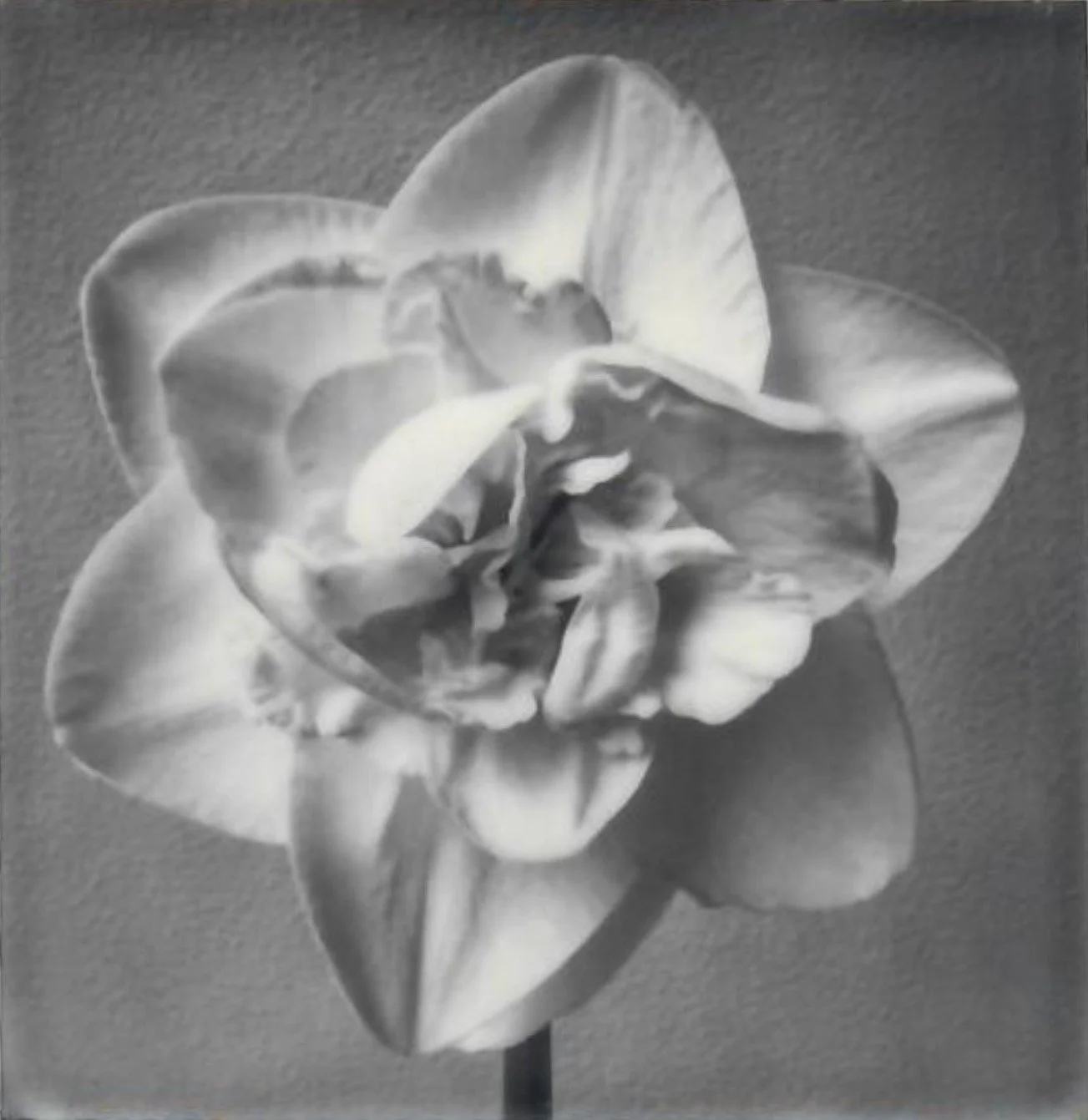 Screen Shot 2024-07-25 at 11.05.22 AM.jpeg