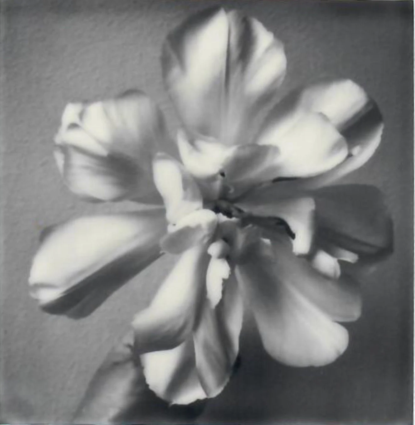 Screen Shot 2024-07-25 at 11.05.09 AM.jpeg