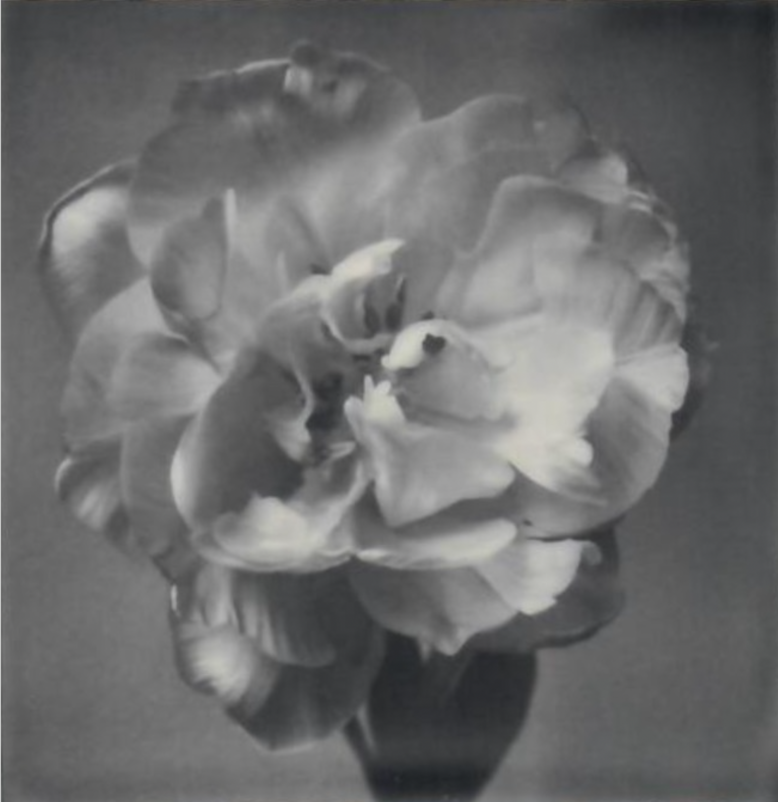 Screen Shot 2024-07-26 at 4.48.54 PM.png