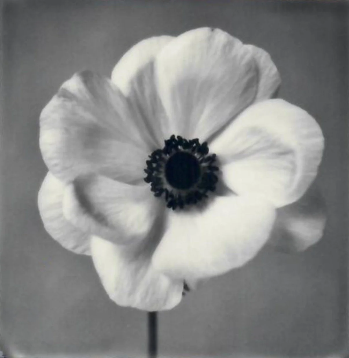 Screen Shot 2024-07-25 at 11.05.39 AM.jpeg