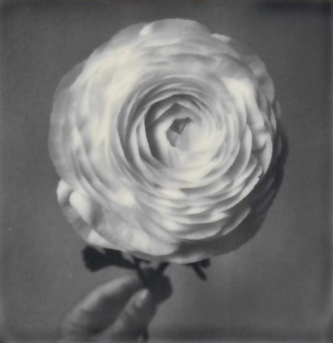 Screen Shot 2024-07-26 at 4.49.24 PM.png