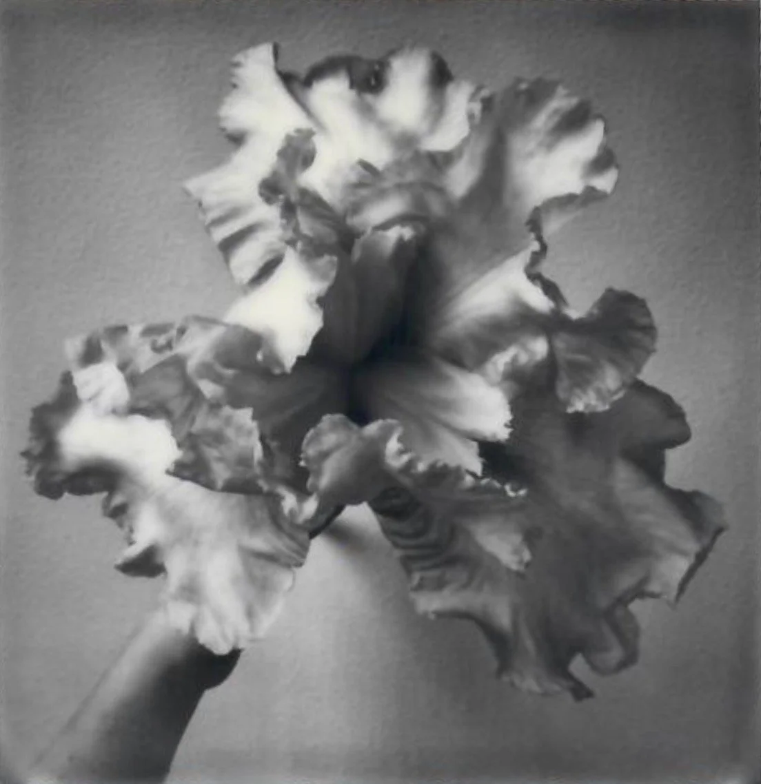 Screen Shot 2024-07-25 at 11.04.52 AM.jpeg