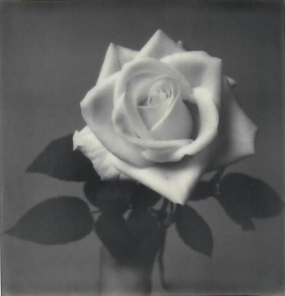 Screen Shot 2024-07-25 at 11.03.41 AM.jpeg