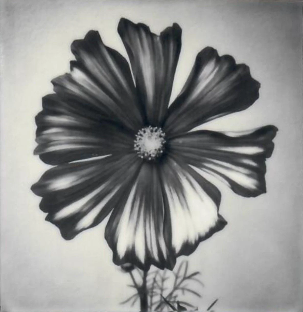 Screen Shot 2024-07-25 at 11.04.17 AM.jpeg