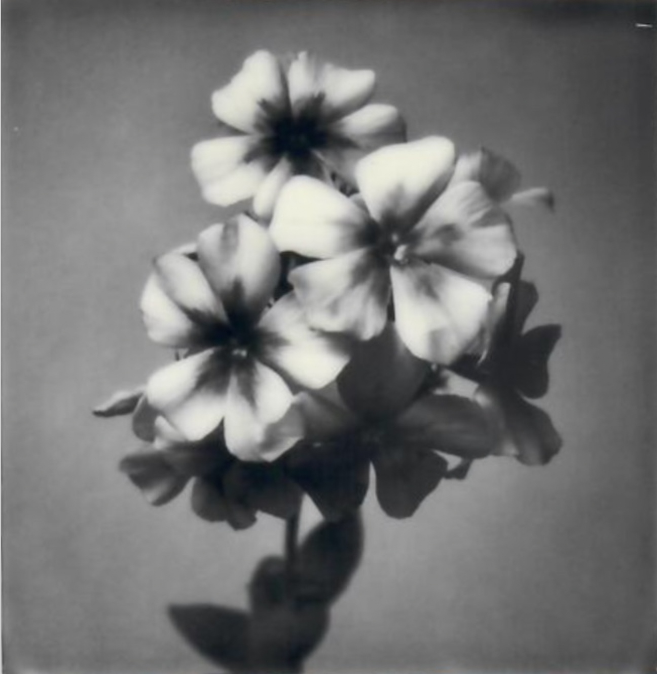 Screen Shot 2024-07-26 at 4.49.33 PM.png