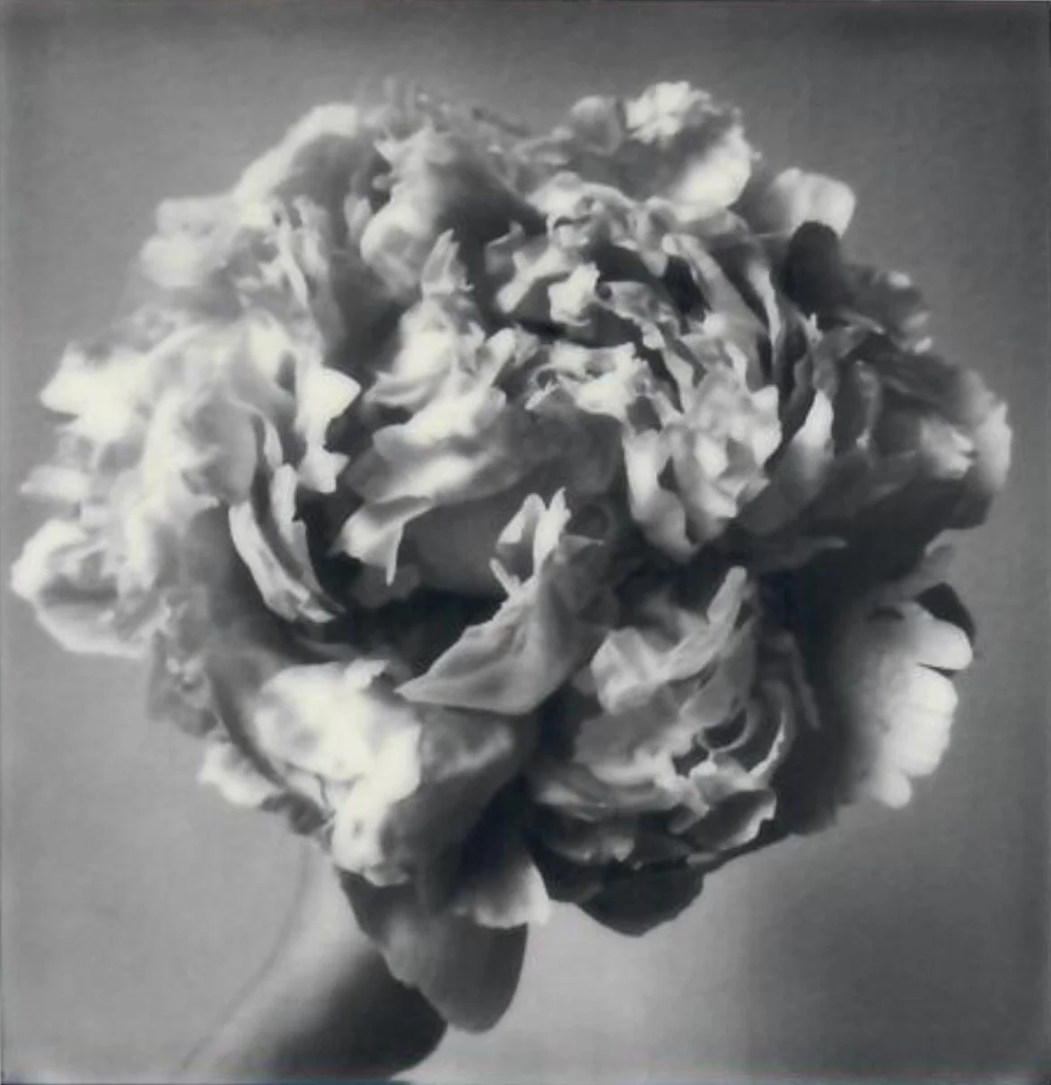 Screen Shot 2024-07-25 at 11.03.53 AM.jpeg