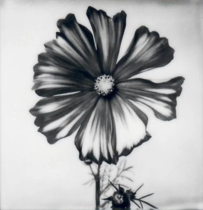 Screen Shot 2024-07-31 at 10.41.59 PM.jpeg