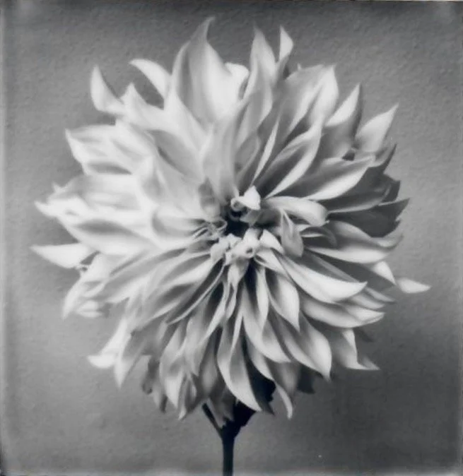 Screen Shot 2024-07-31 at 10.42.13 PM.jpeg