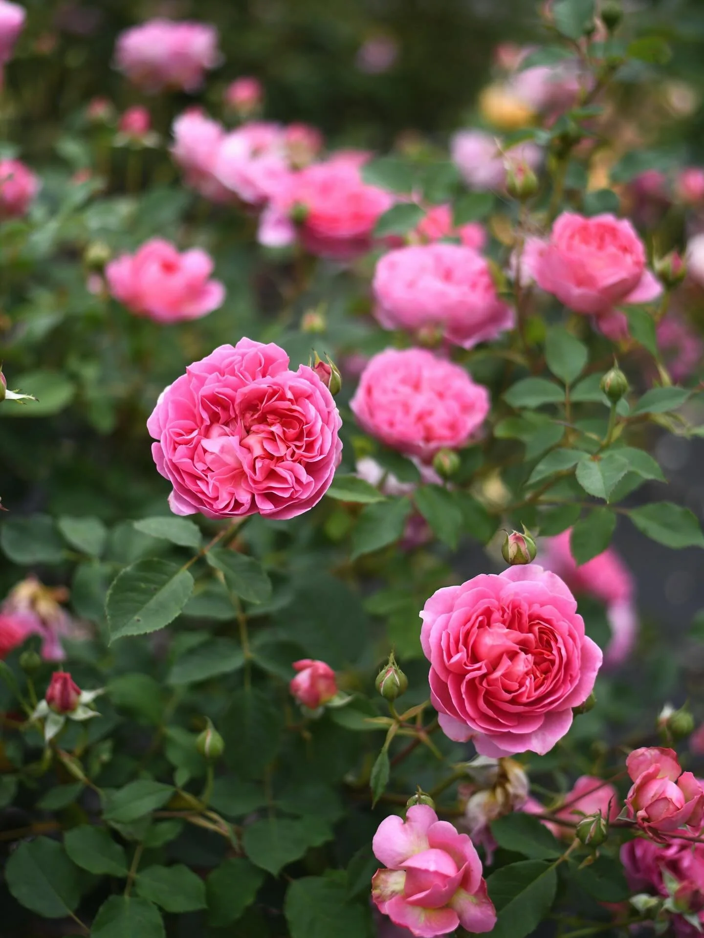 Last spring, the roses were absolutely out of this world &mdash;blooming more beautifully than ever. Some of our rose plants are 8 years old, and their maturity shows with certain branches producing over 25 stunning roses each. It&rsquo;s a testament