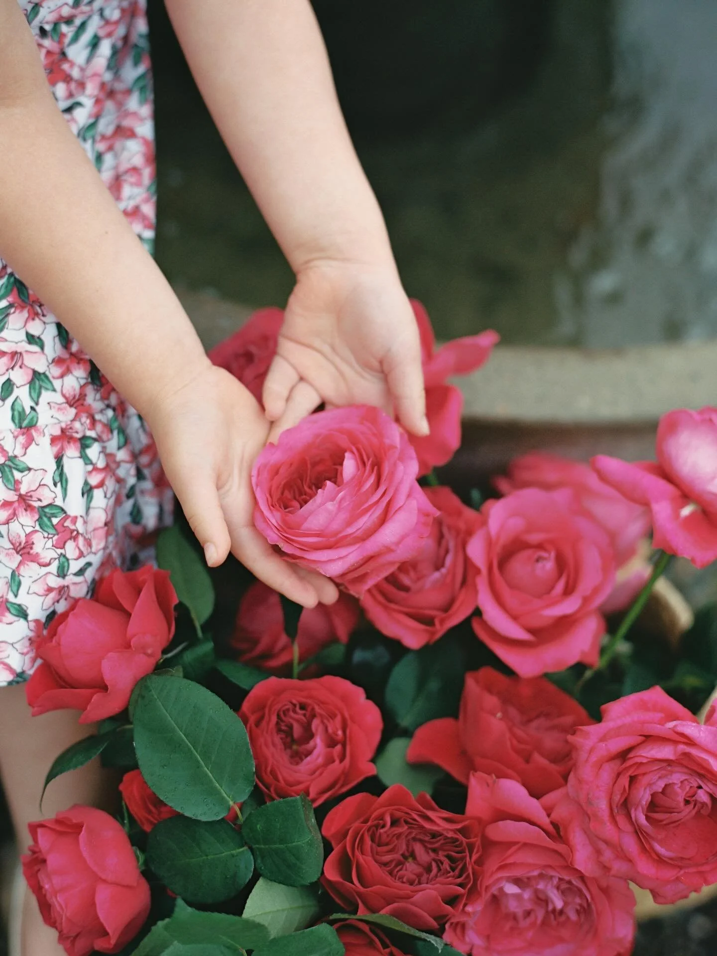 The last day of the year is here! What a wonderful year it has been, full of ups and downs, lessons learned, challenges faced, and successes celebrated. Midyear, we took a moment to slow down and focus on our family as we welcomed one more member int