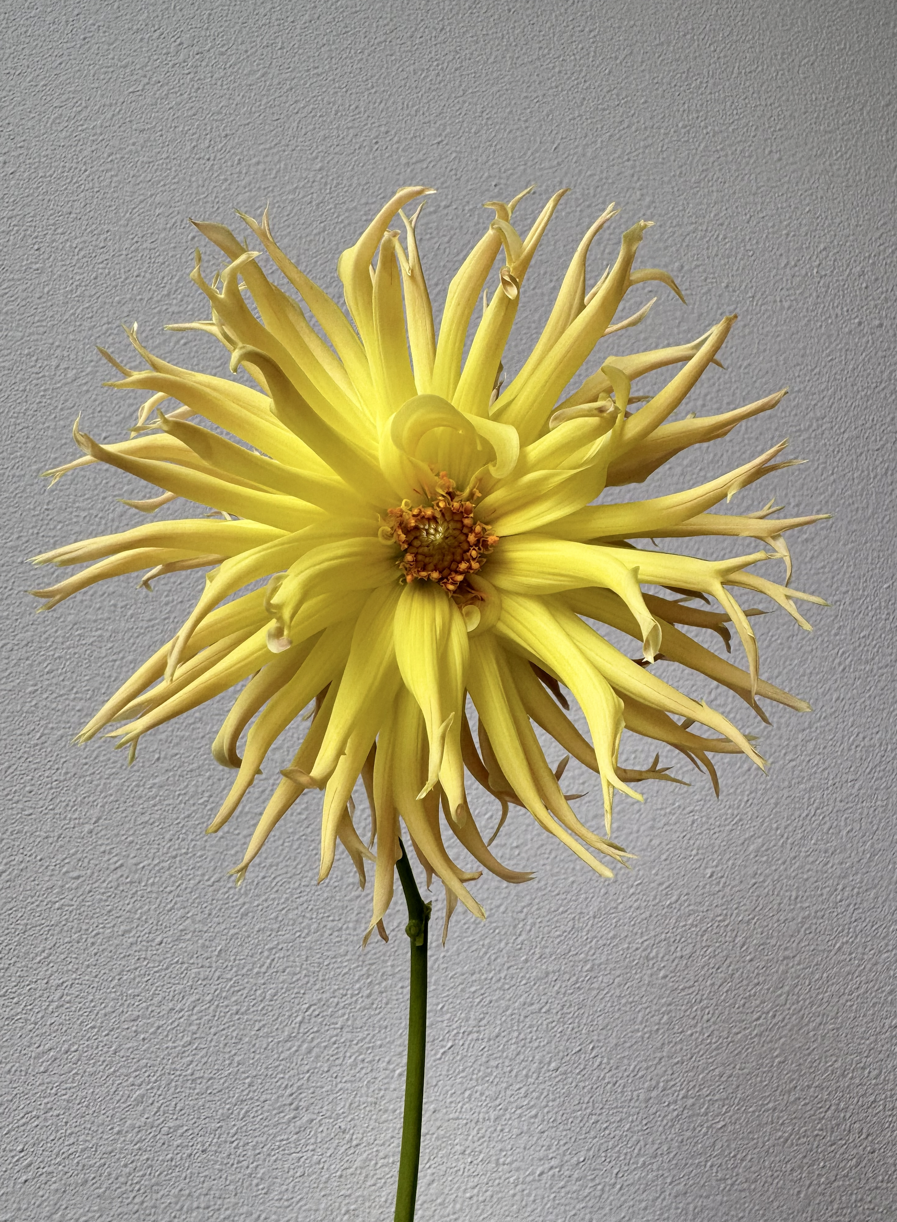 Bloomquist Dandelion