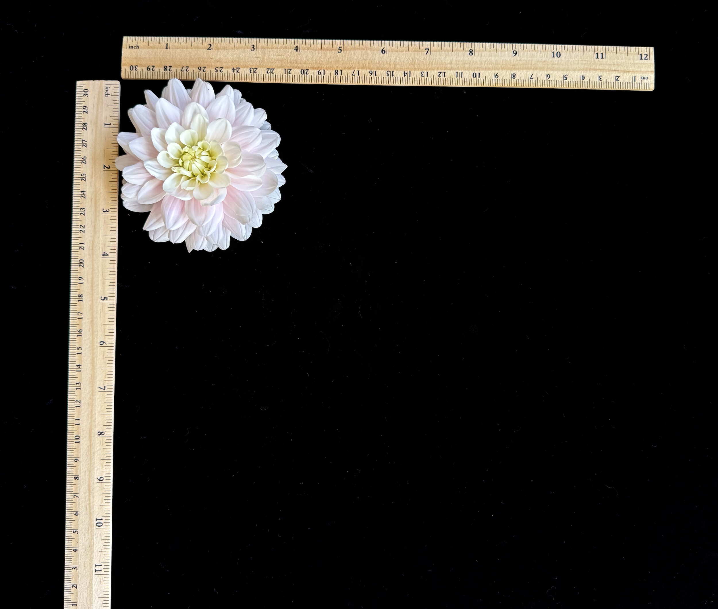 Screen Shot 2025-02-09 at 2.31.33 PM.png