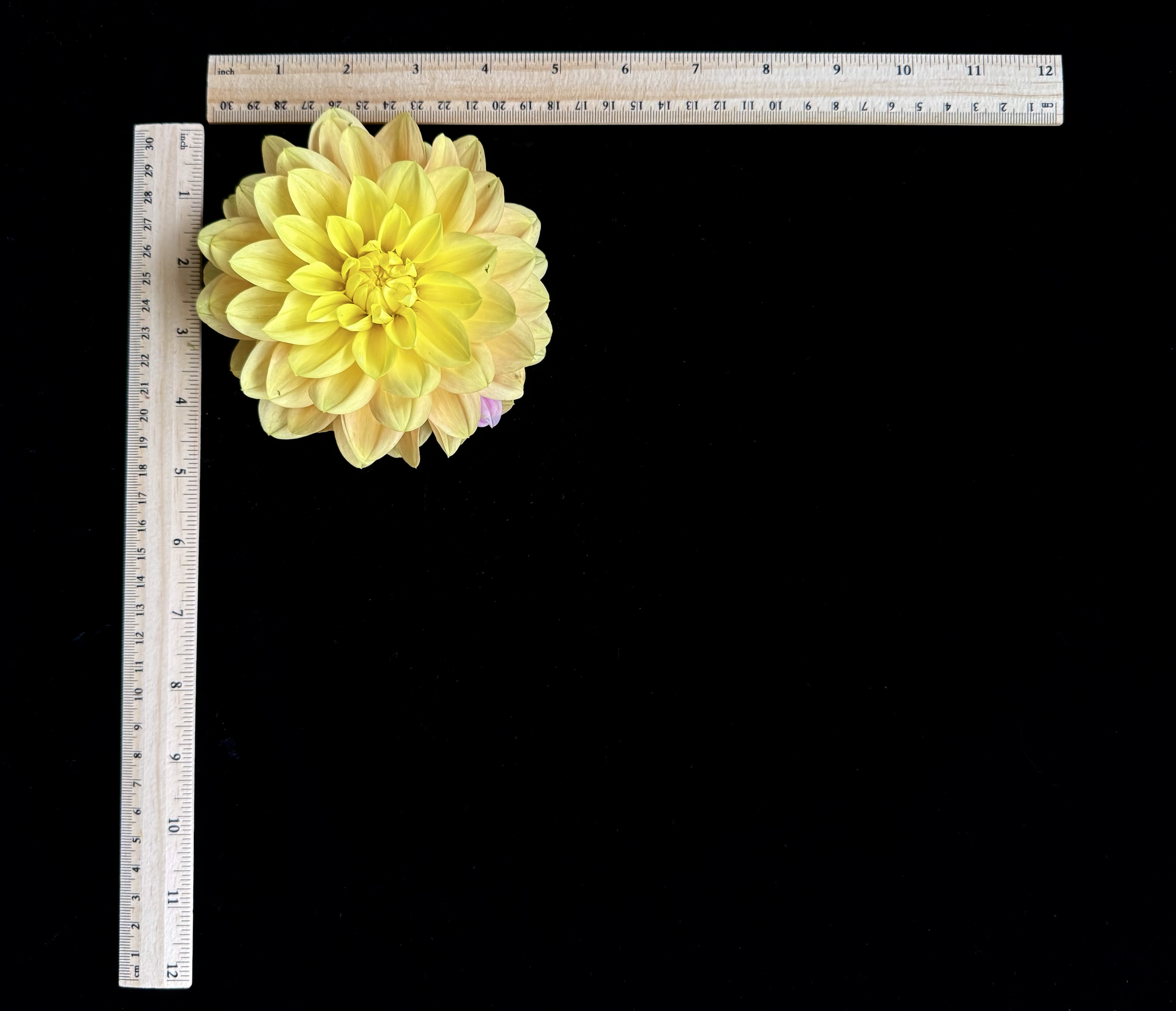 Screen Shot 2025-02-09 at 2.46.55 PM.png