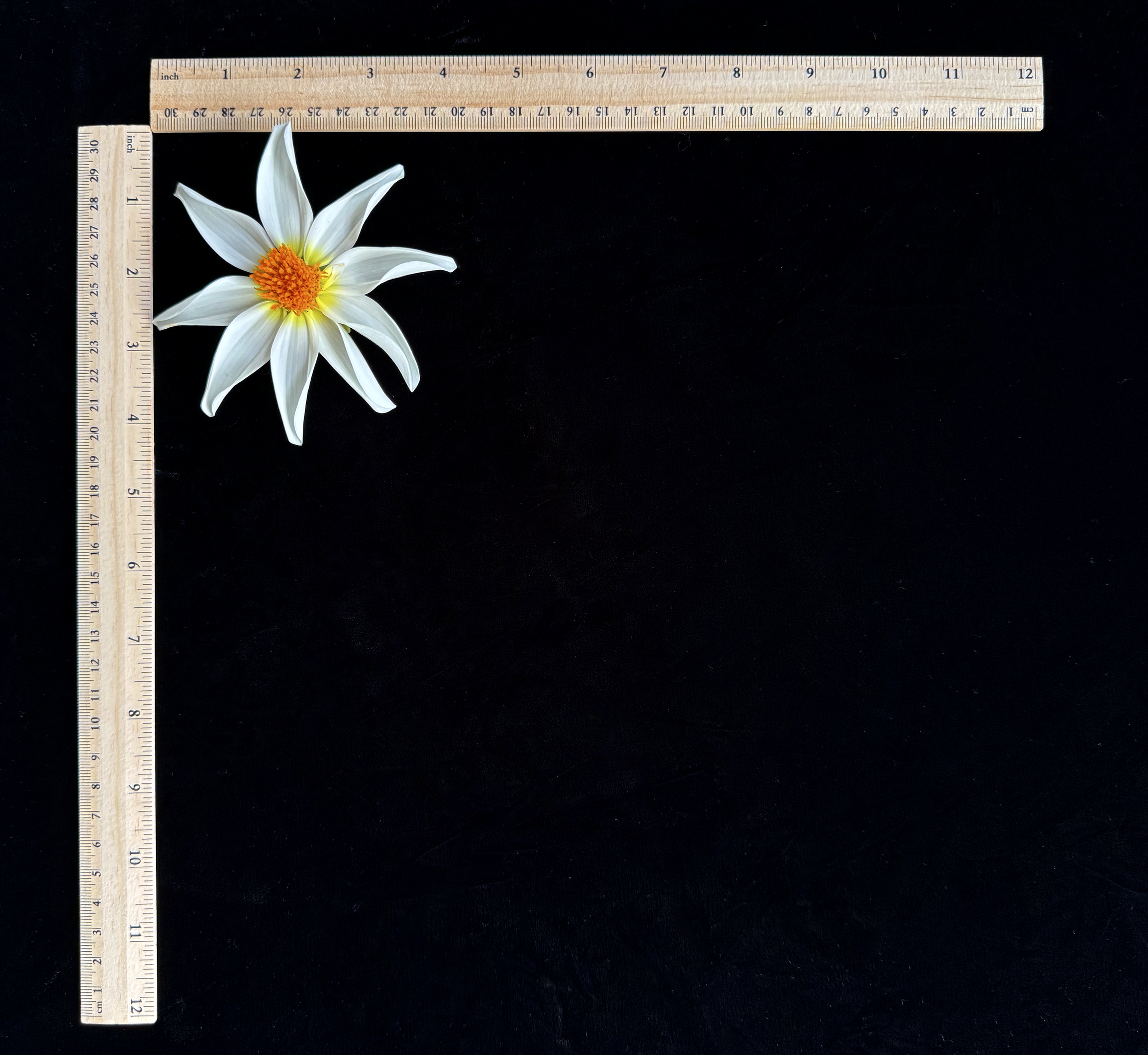 Screen Shot 2025-02-09 at 1.26.58 PM.png