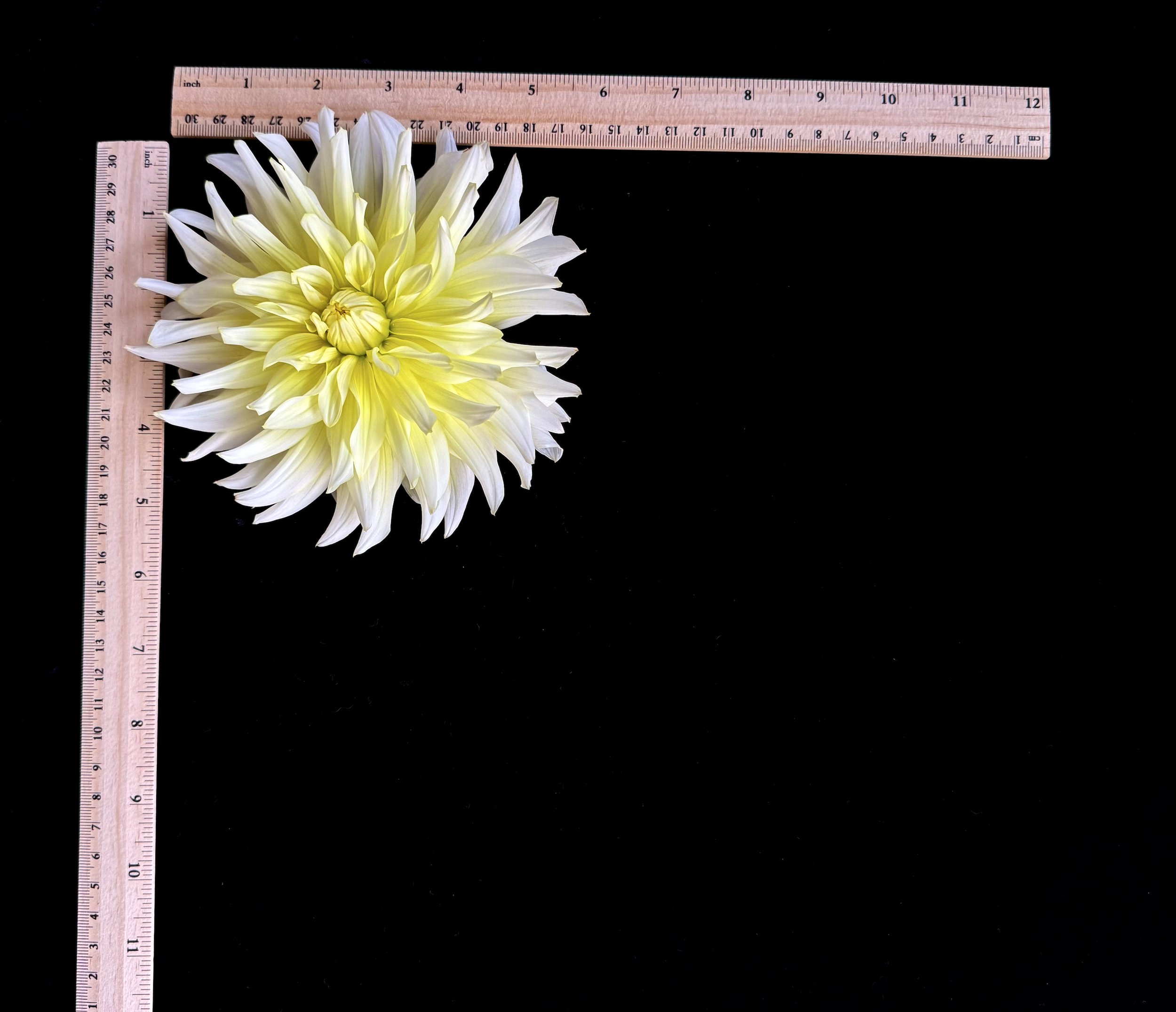 Screen Shot 2025-02-09 at 2.31.41 PM.png