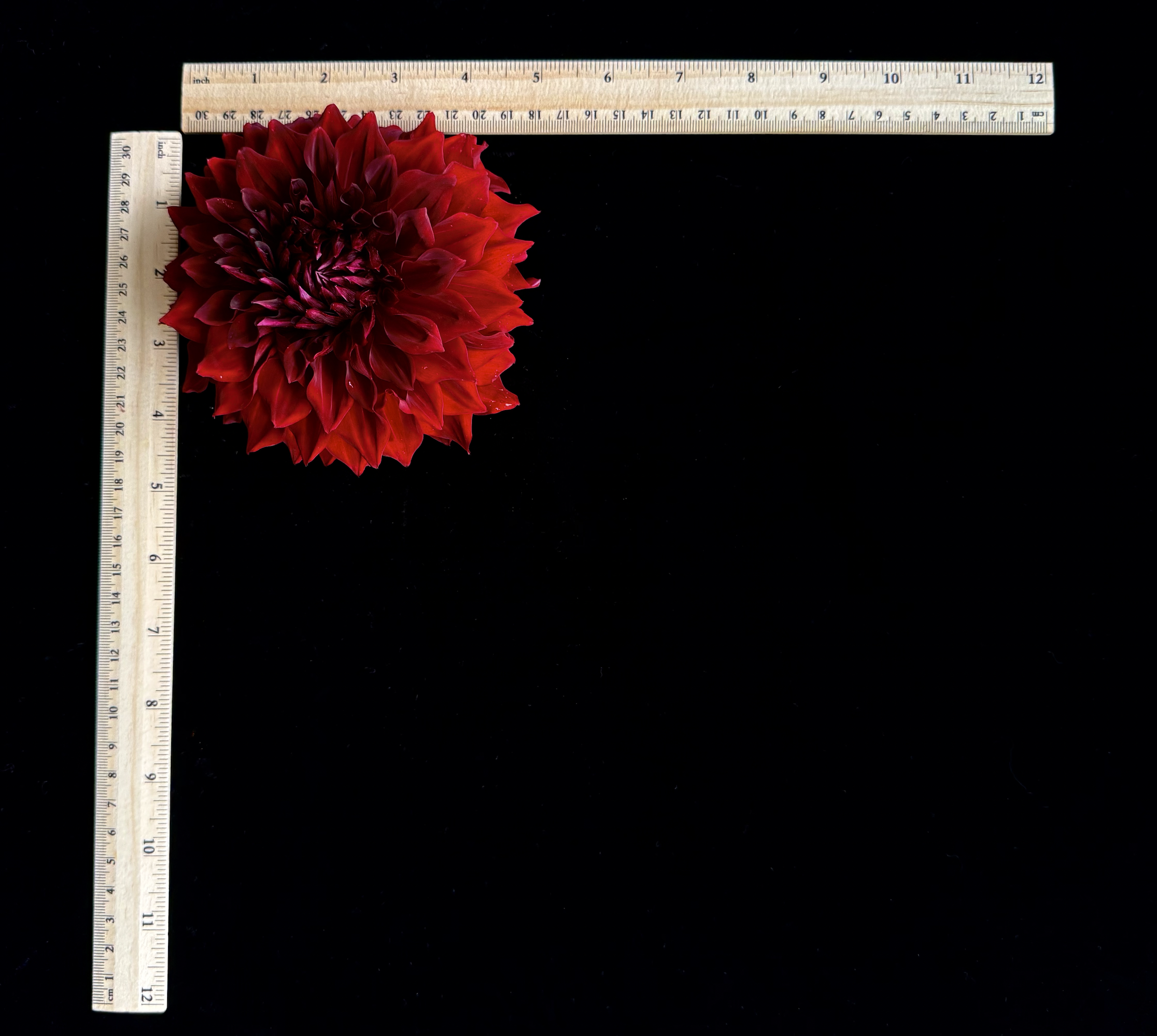 Screen Shot 2025-02-09 at 2.43.35 PM.png