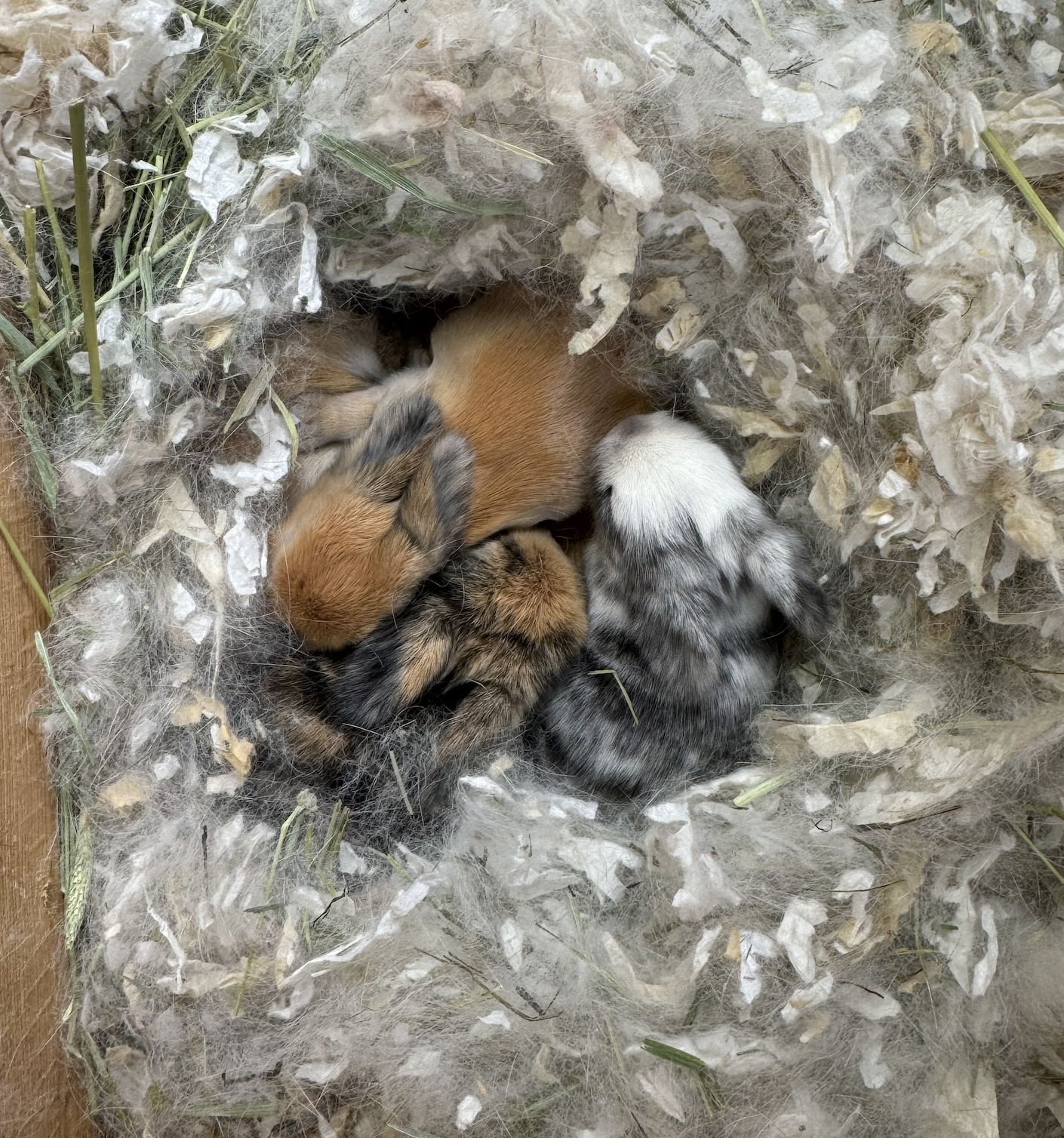 Holland Lop 3 month old bunnies