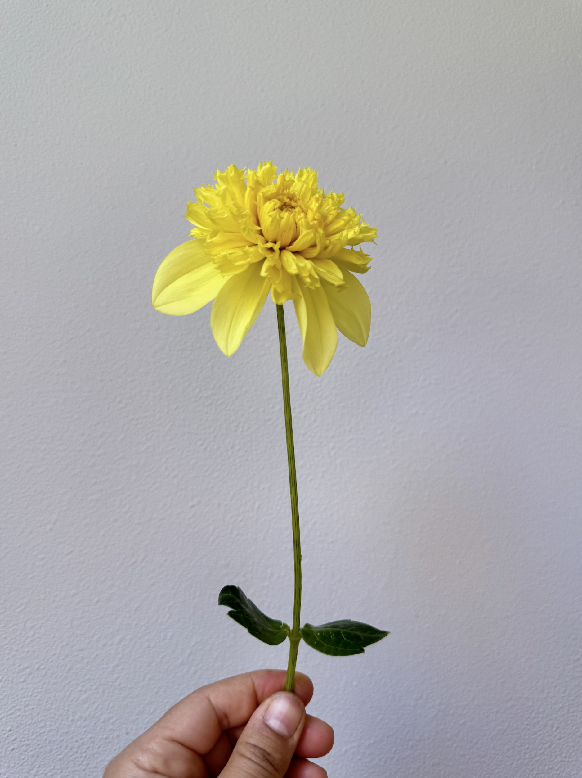 Screen Shot 2025-02-08 at 5.03.06 PM.png