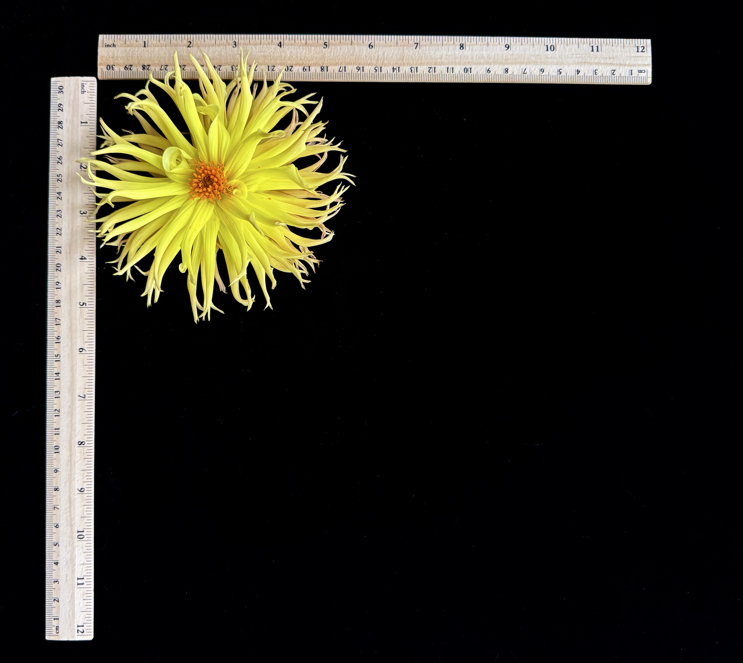 Screen Shot 2025-02-09 at 2.37.14 PM.png