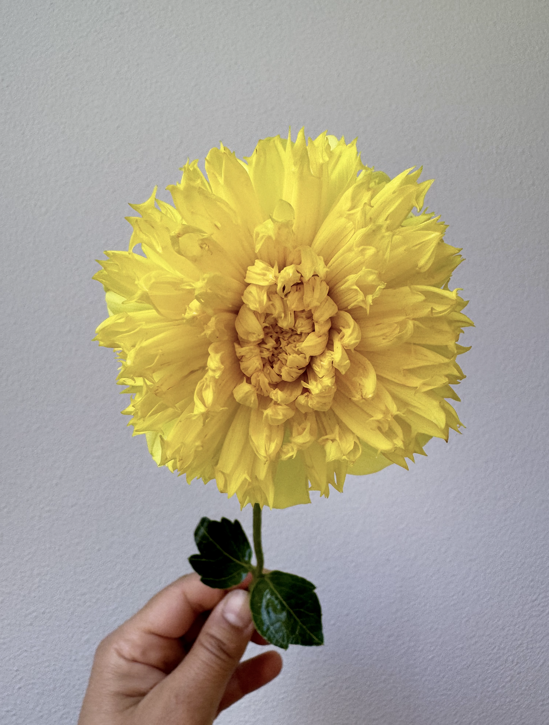 Screen Shot 2025-02-08 at 5.03.14 PM.png