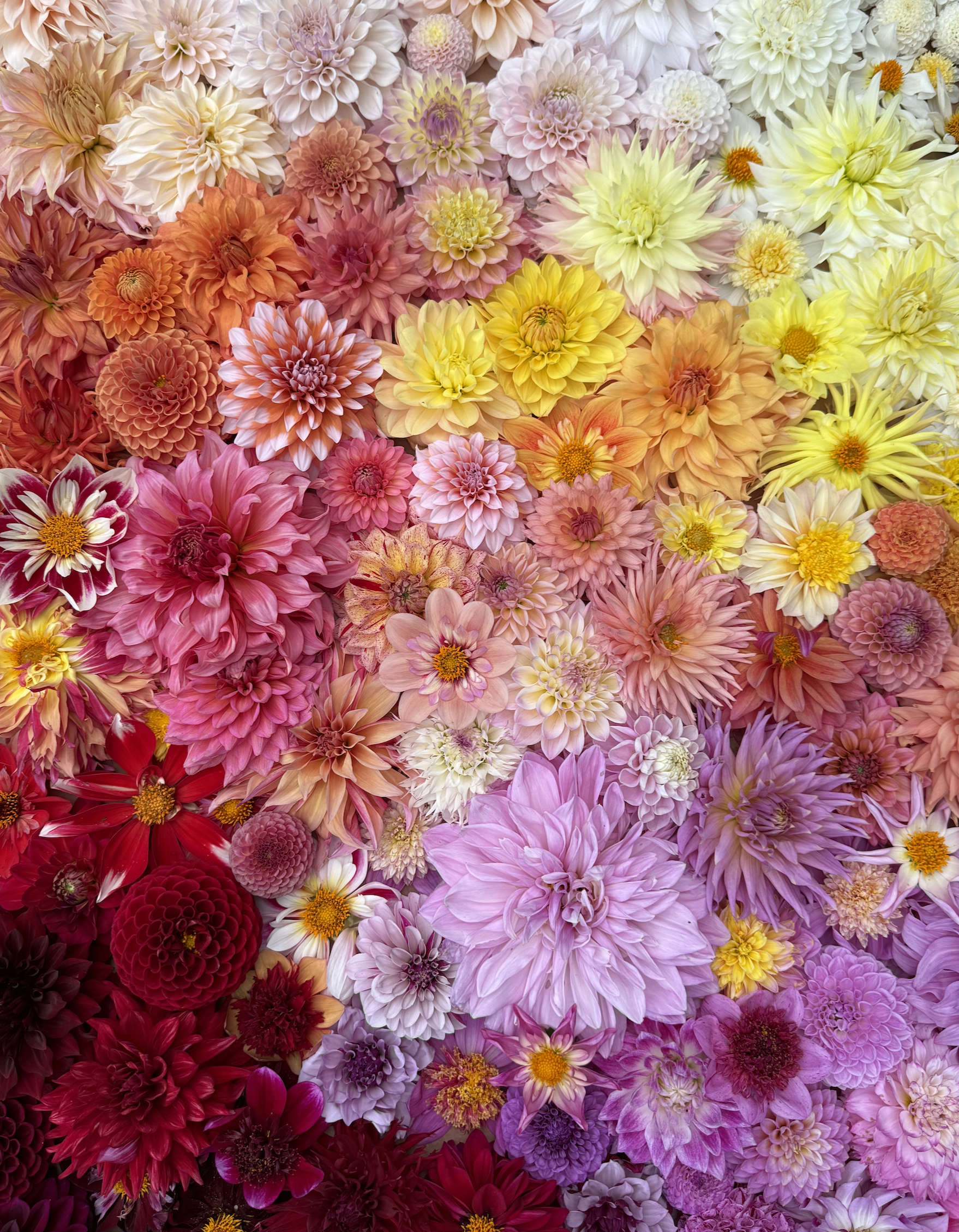 Screenshot 2026-02-14 at 10.40.52 AM.png