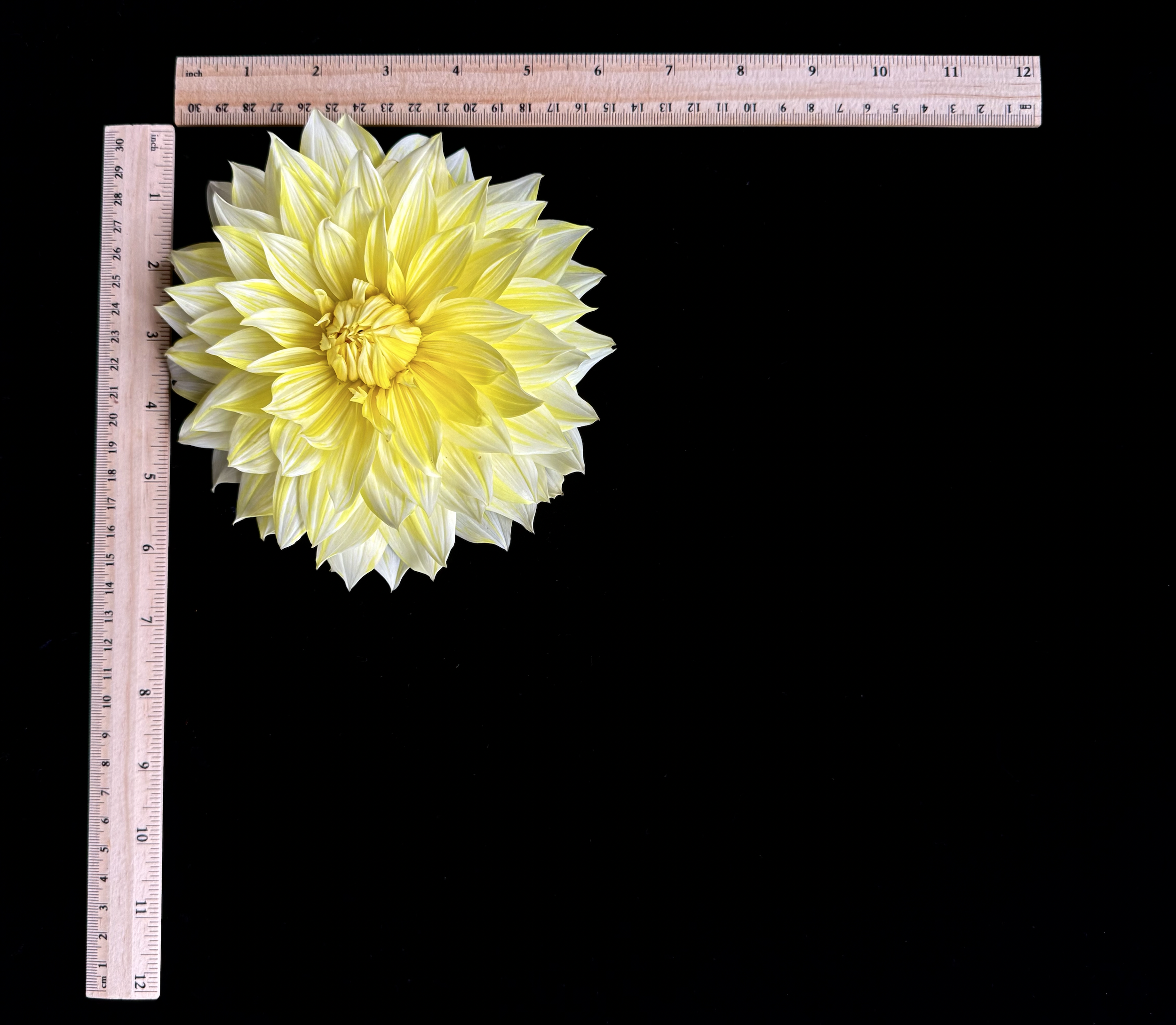 Screen Shot 2025-02-09 at 2.43.27 PM.png