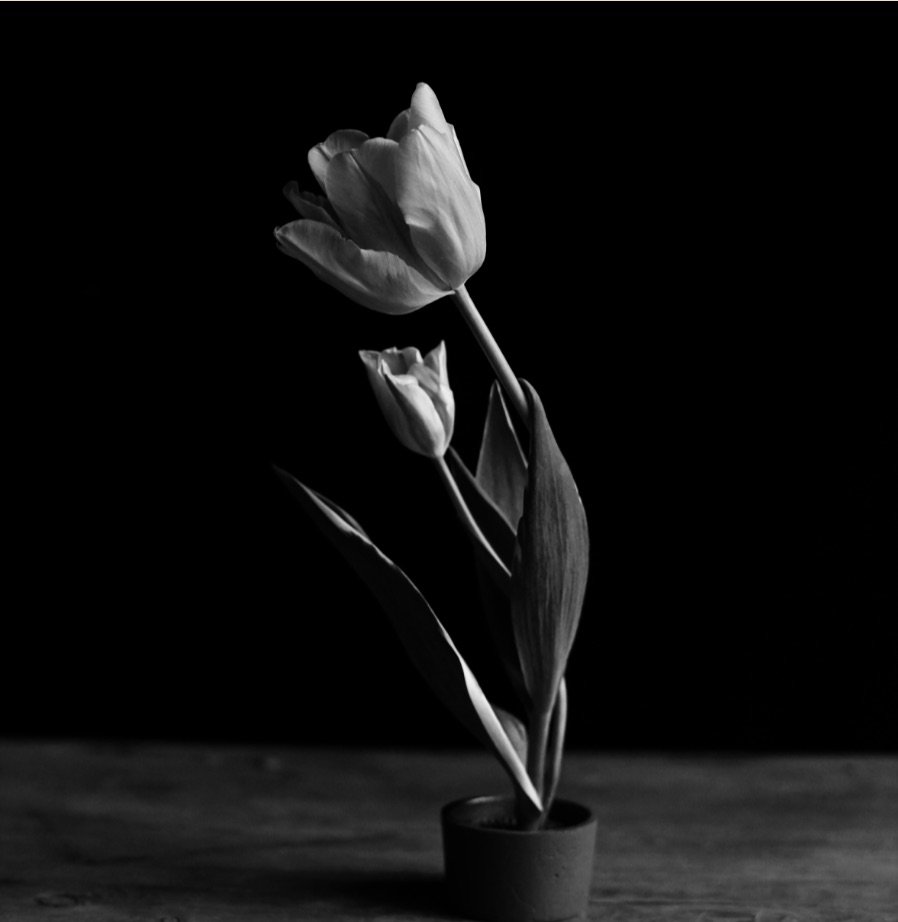 Mother's Day Bloom- Mother's Day Flower Portrait