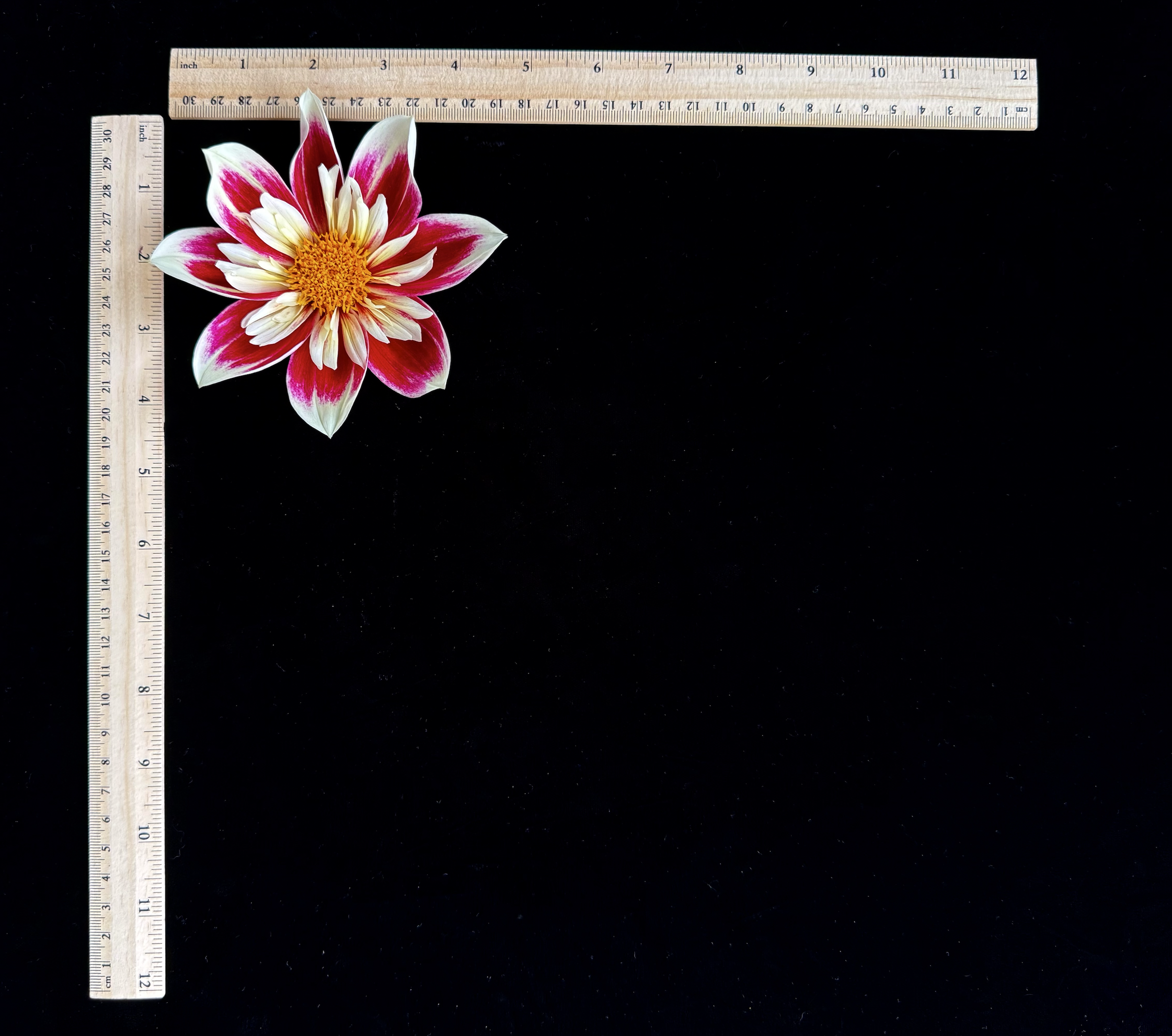 Screen Shot 2025-02-09 at 2.36.24 PM.png