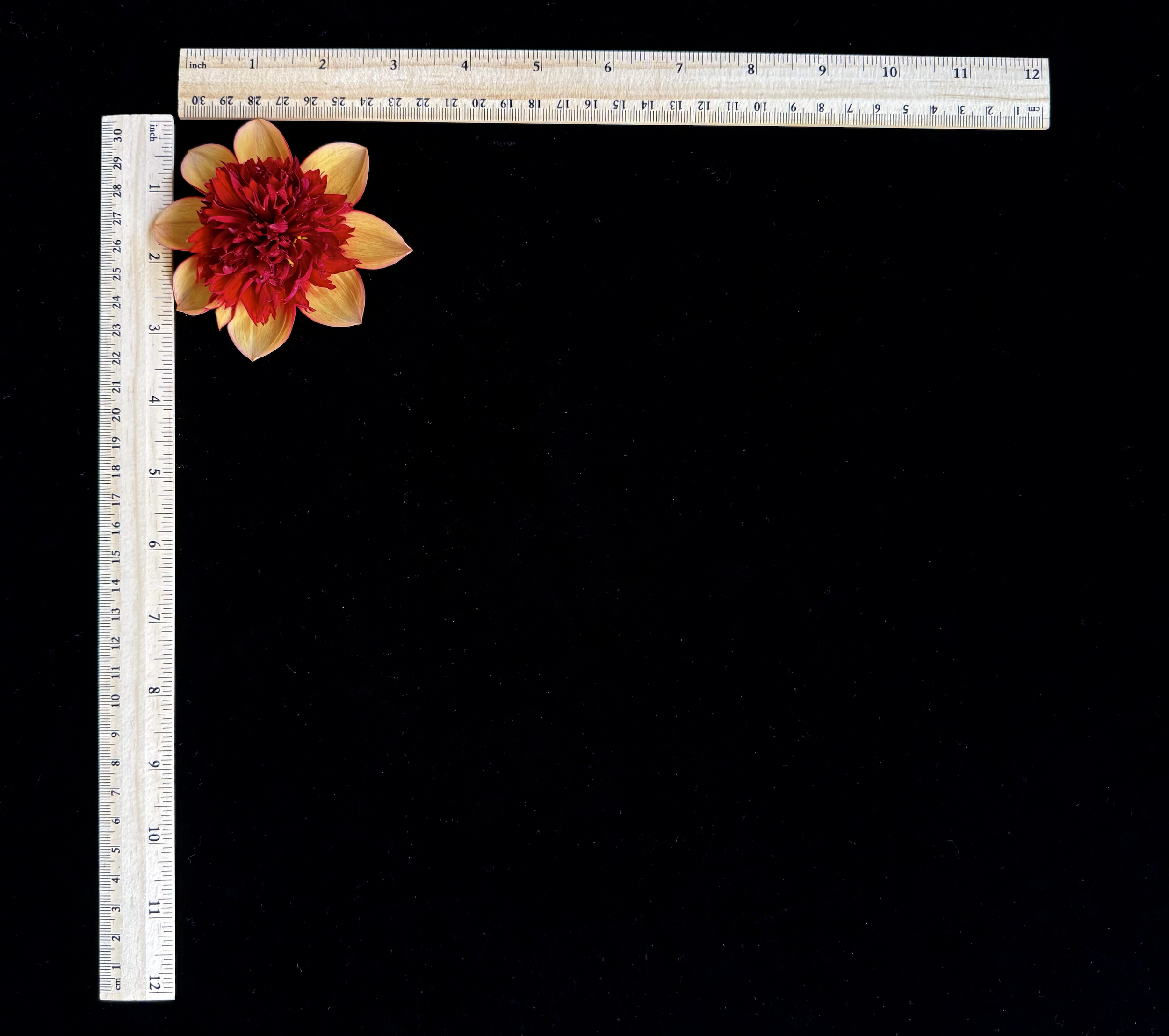 Screen Shot 2025-02-09 at 2.33.53 PM.png