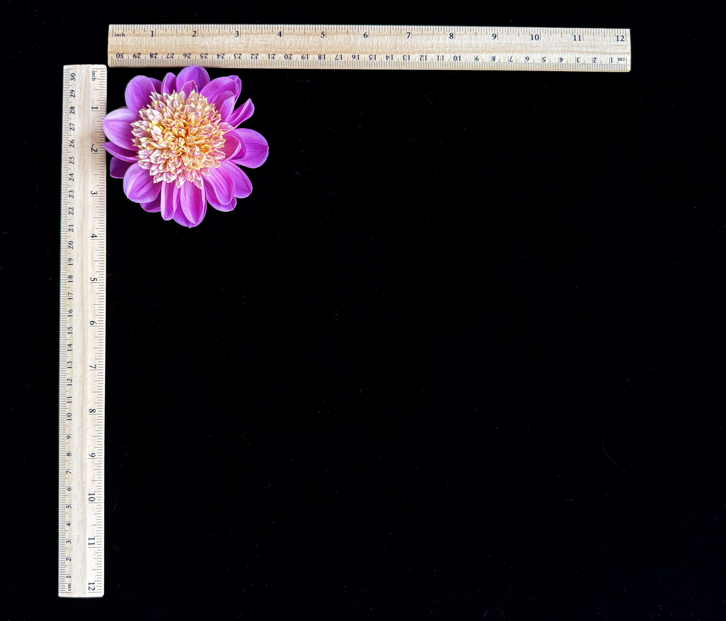 Screen Shot 2025-02-09 at 2.37.21 PM.png