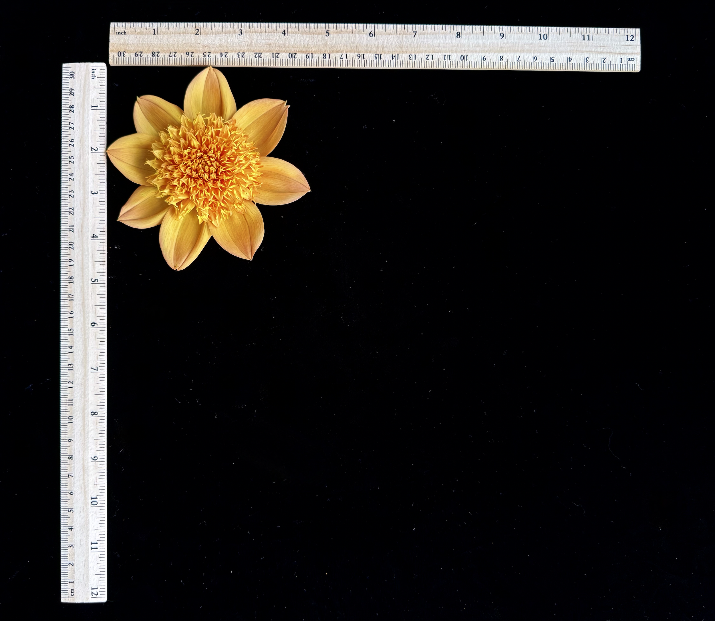 Screen Shot 2025-02-09 at 2.34.33 PM.png