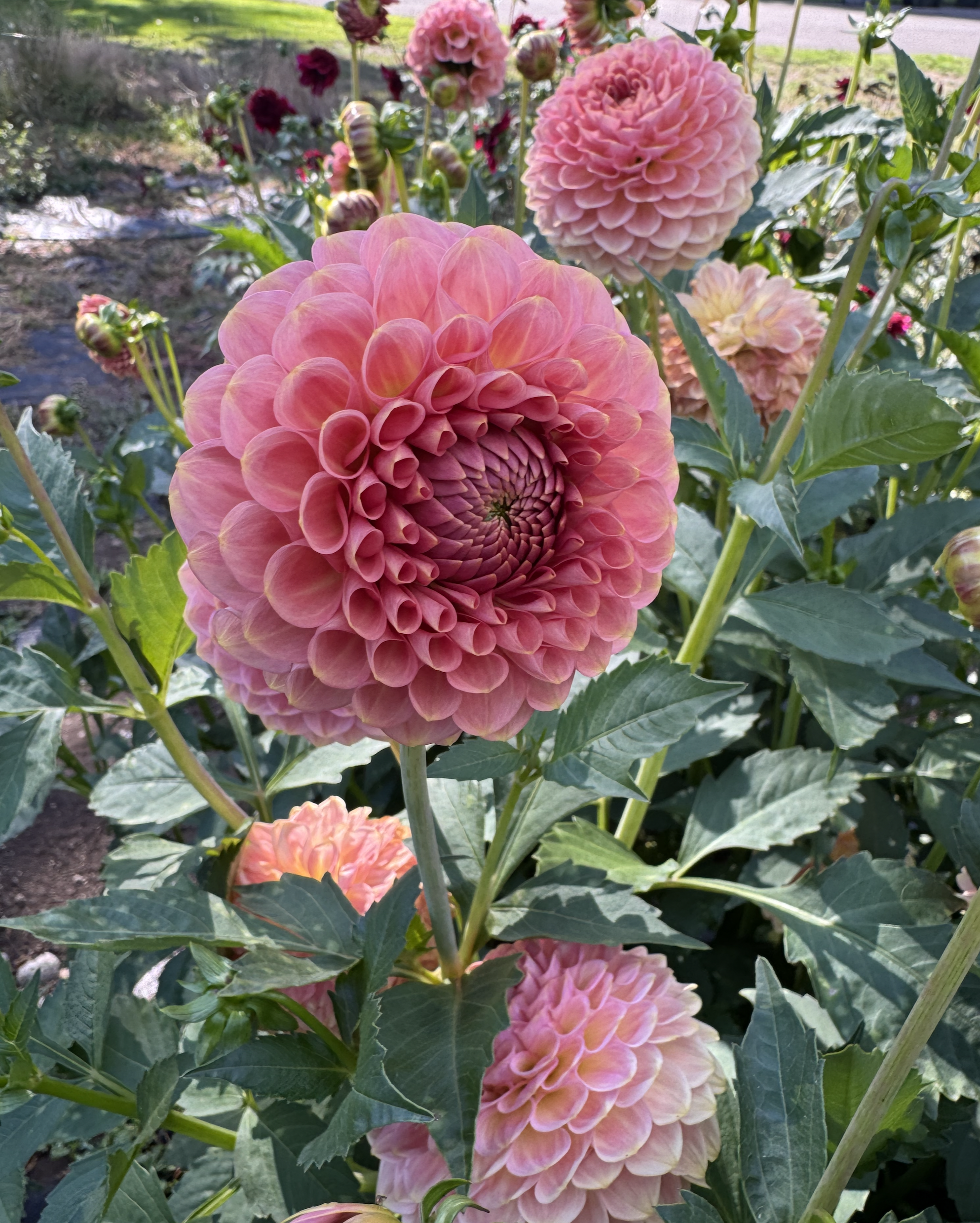 Screenshot 2026-02-14 at 12.43.12 AM.png