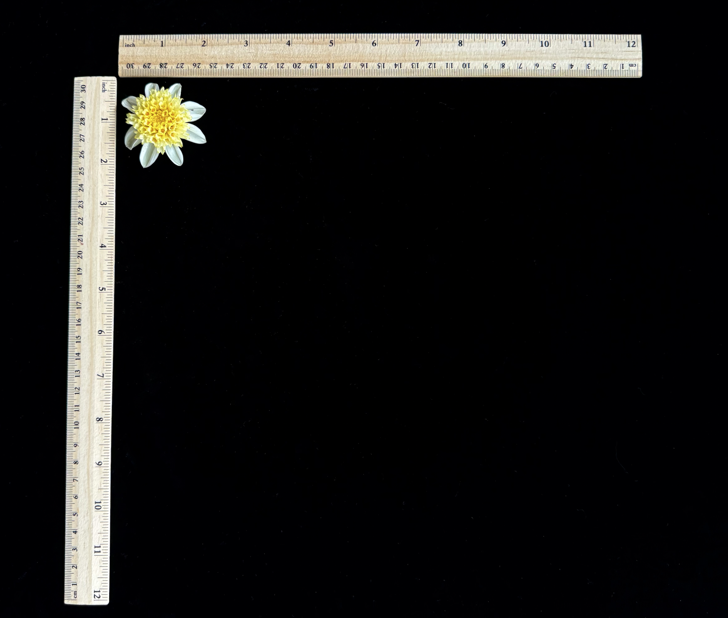 Screen Shot 2025-02-09 at 2.46.30 PM.png