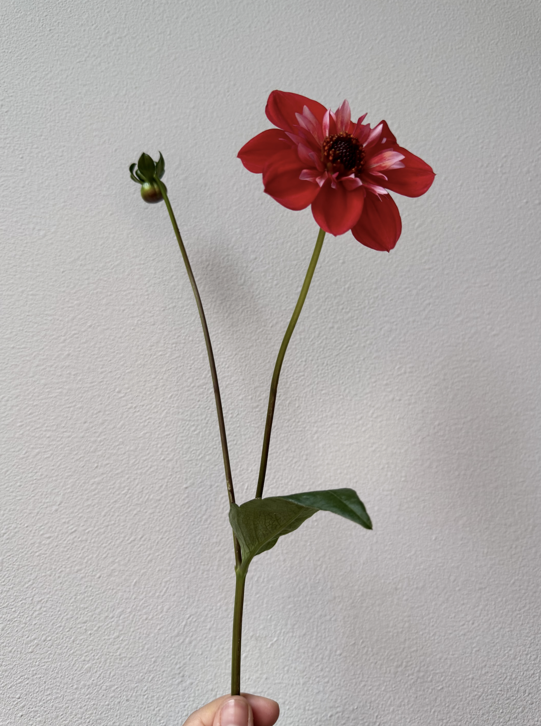 Screen Shot 2025-02-08 at 4.27.54 PM.png