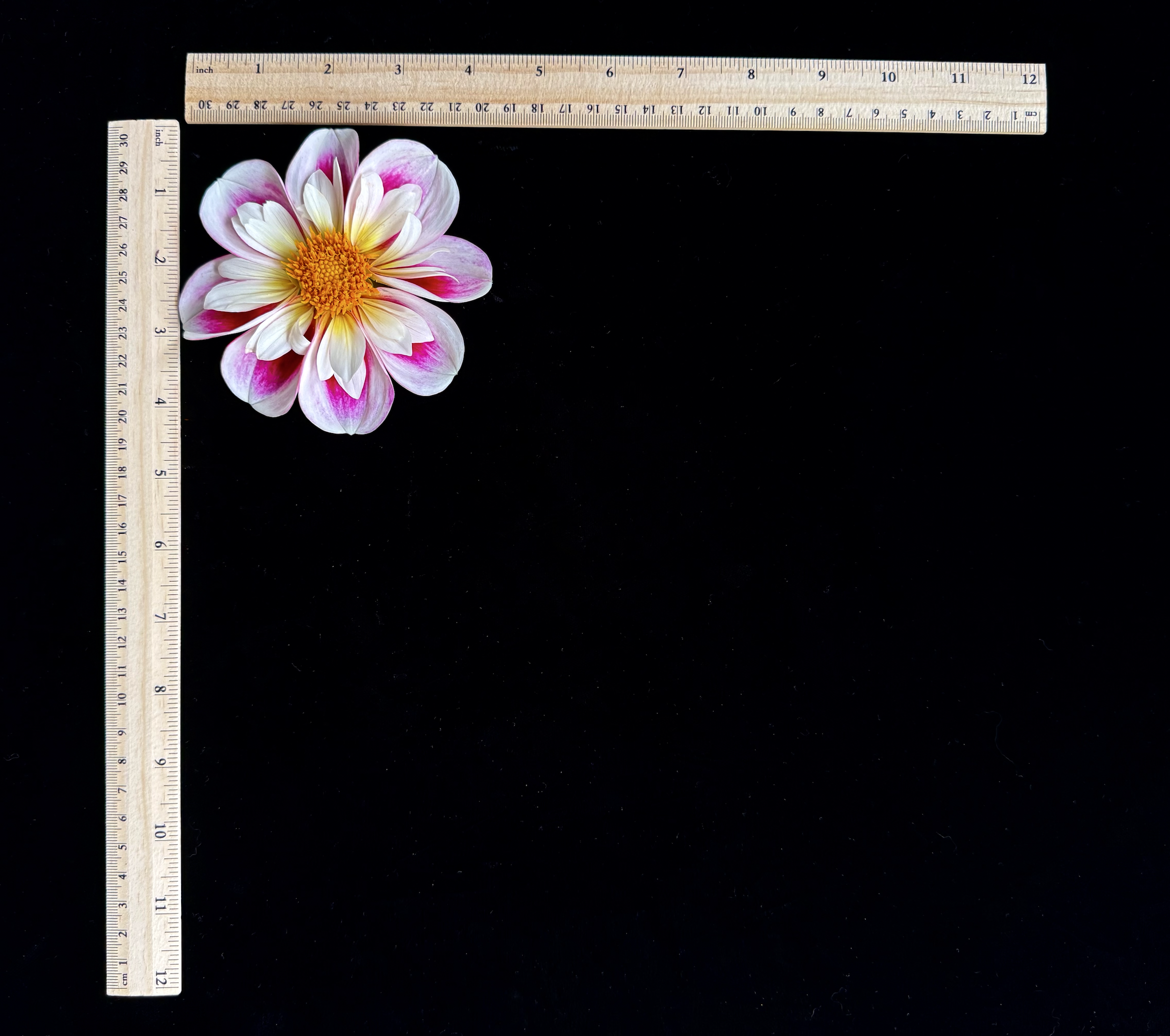 Screen Shot 2025-02-09 at 2.36.30 PM.png