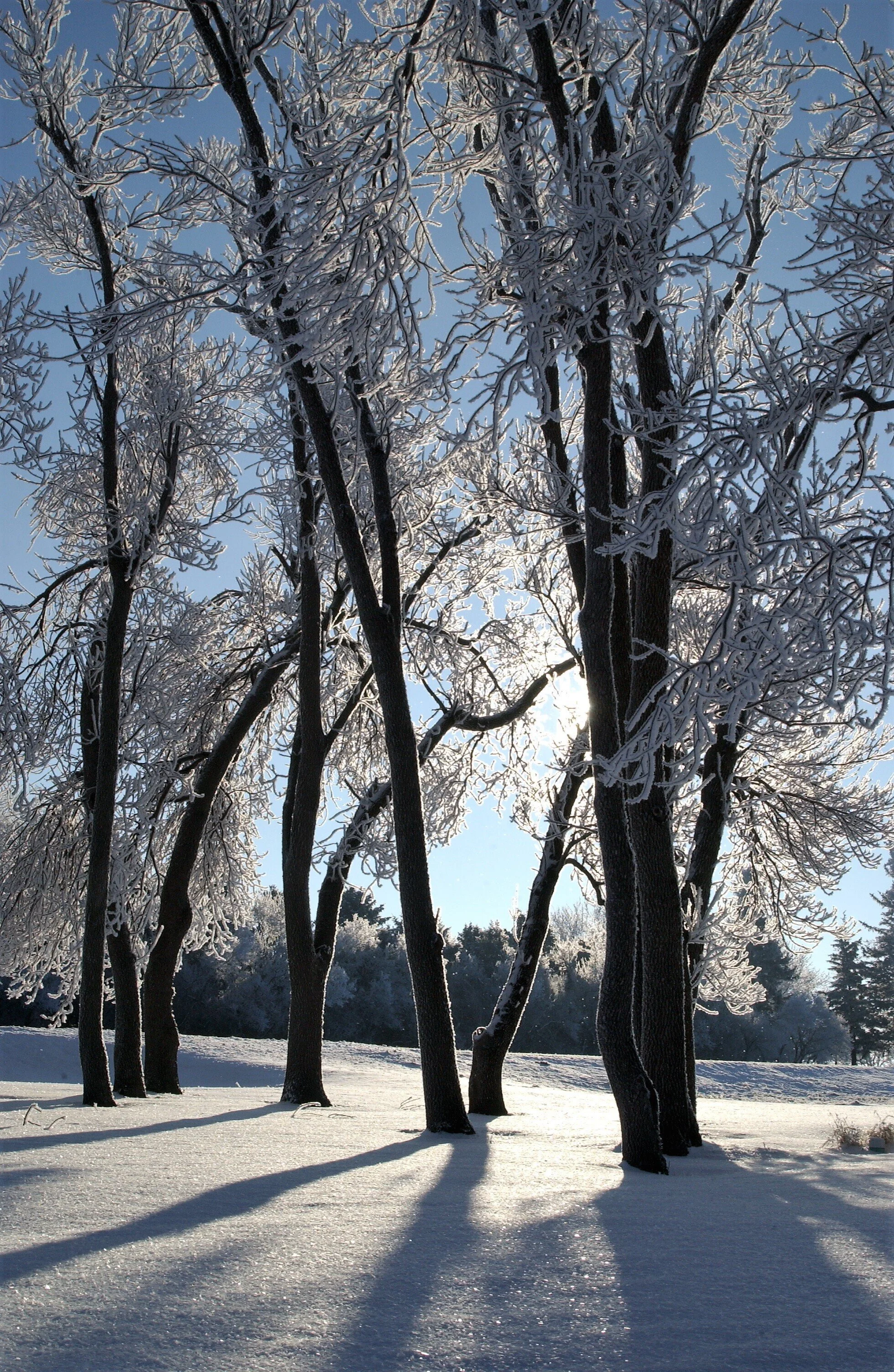  The sun shining through trees on a winter’s day. 