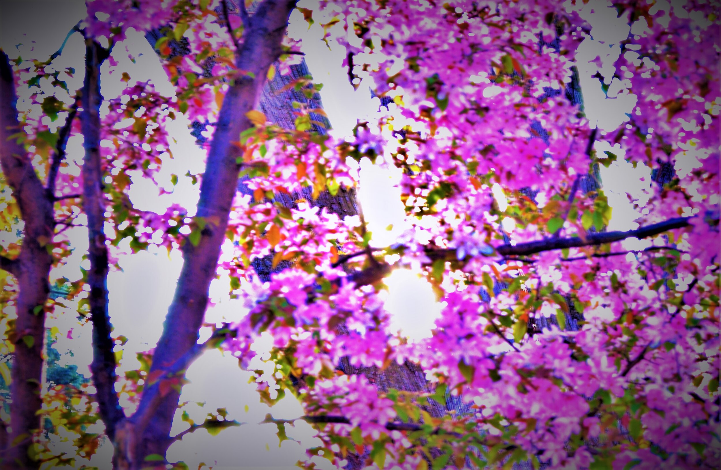  Apple blossoms in the spring. 