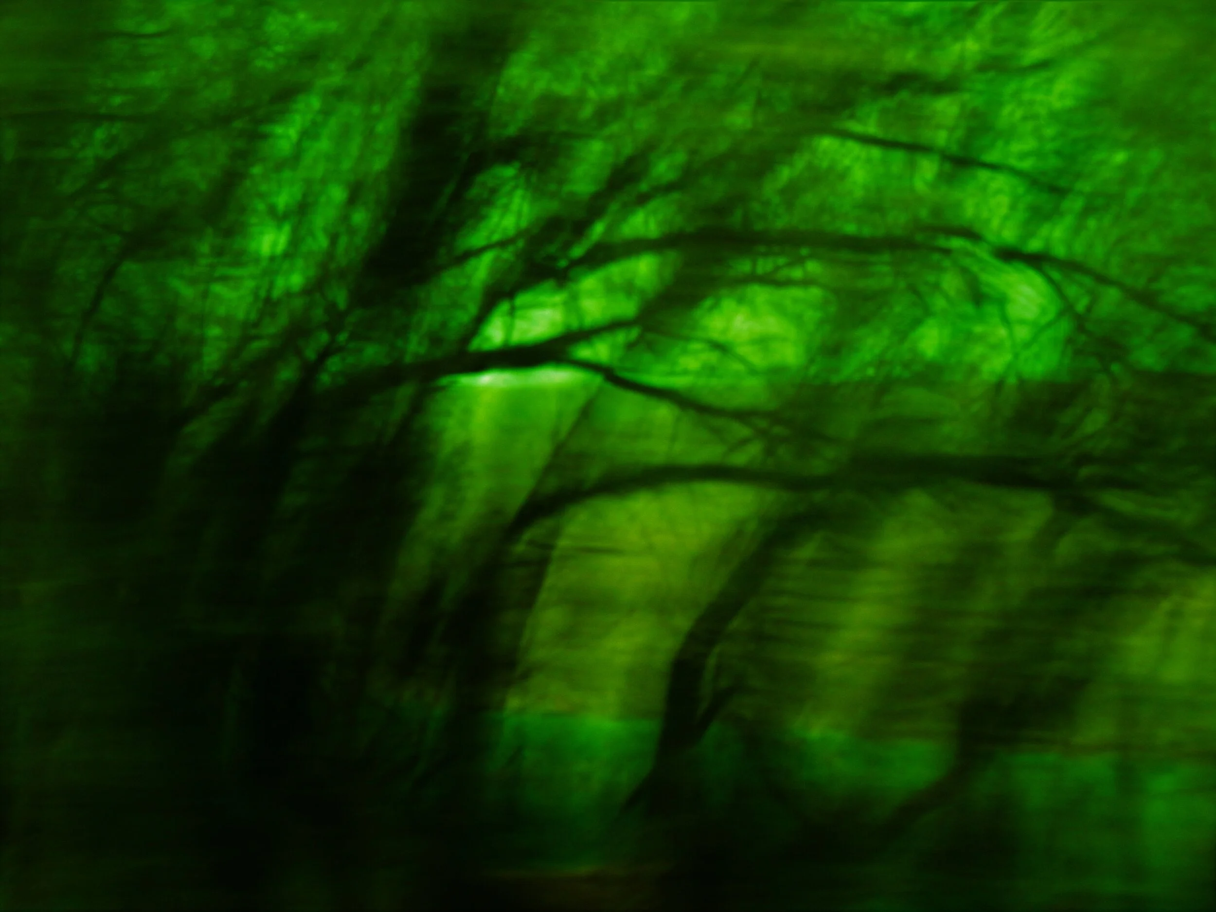  Ghostly trees against a green background. 